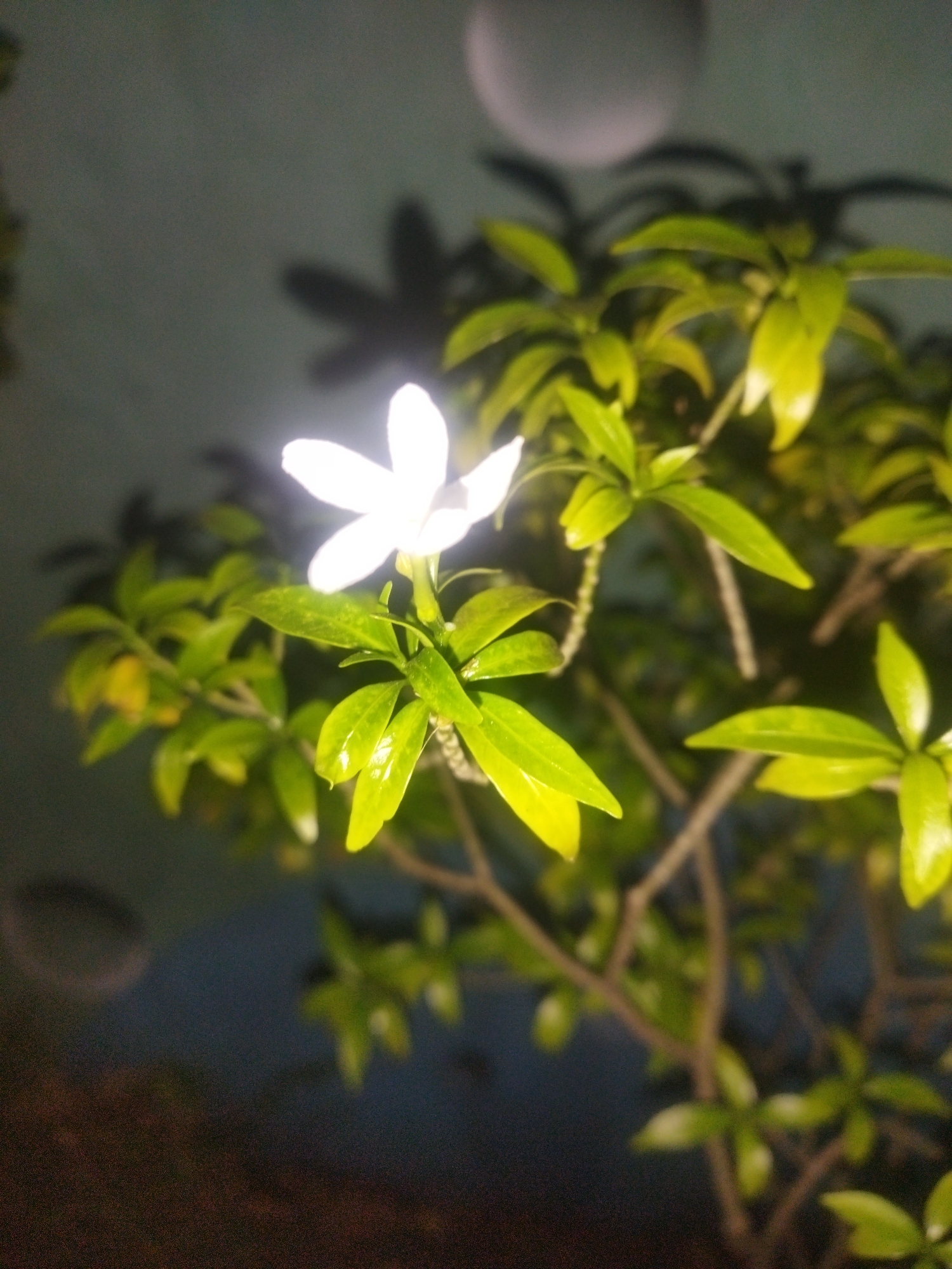 In Pekalongan, Indonesia, a white jasmine flower with five petals is in focus against a dark, blurred background. The flower is positioned on the right side of the frame, with its petals slightly curved. Surrounding the flower are lush green leaves, some of which are glossy and reflect light. The plant appears to be in a pot or planted in the ground, with branches extending upwards and outwards. Shadows of leaves and possibly other flowers are visible in the background, suggesting artificial lighting. The overall mood is serene and natural, with the white flower standing out against the dark tones.