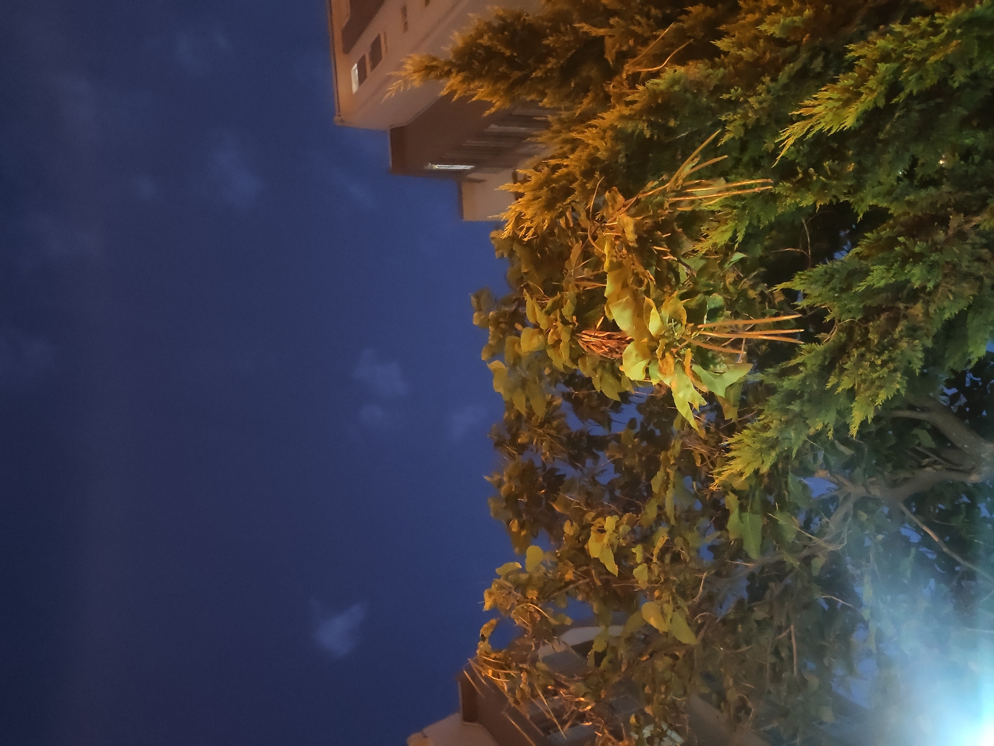 The image shows an outdoor night scene, likely in the city of Etimesgut, Turkey, with a focus on trees and buildings against a dark blue sky with faint clouds. In the foreground, there are two types of trees. On the left, a tree with broad, light green leaves is visible, illuminated by an artificial light source that creates a bright, blurry white area at the bottom left. This tree has thin, elongated seed pods hanging from its branches. To the right of this tree, and slightly further back, is a conifer tree with dense, dark green foliage that appears to be catching the light, giving it a yellowish-green hue.
In the background, a multi-story building is partially visible on the right side of the frame. The building has a light brown or beige facade and several windows, some of which are illuminated from within, indicating activity inside. The building's architecture suggests it is likely an apartment complex or office building.
The sky is a deep twilight blue, with wisps of white clouds scattered across it, indicating that it is either late evening or early morning. The overall lighting suggests the image was taken after sunset, with artificial lights from the building and an unknown source illuminating the foreground. No people are visible in the image.