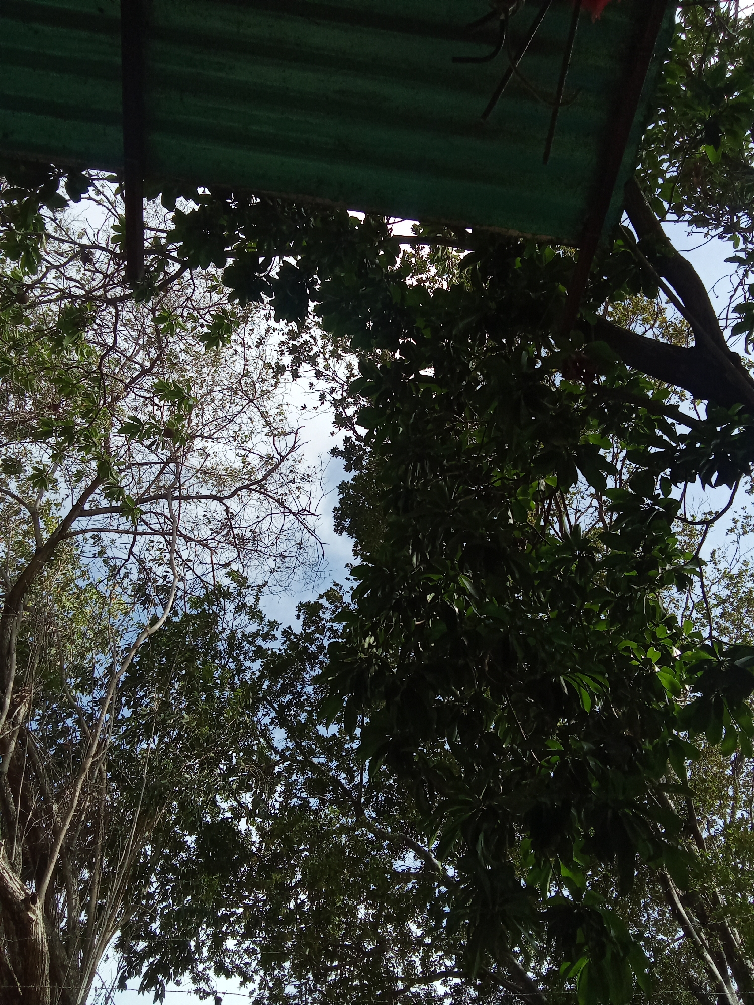Looking up, the image shows a view of the sky through trees and a green corrugated metal roof. The trees have varying amounts of leaves, some fully covered and others more bare with visible branches. The sky is light blue with some white clouds visible through the canopy. The location is Juan Griego, Venezuela.