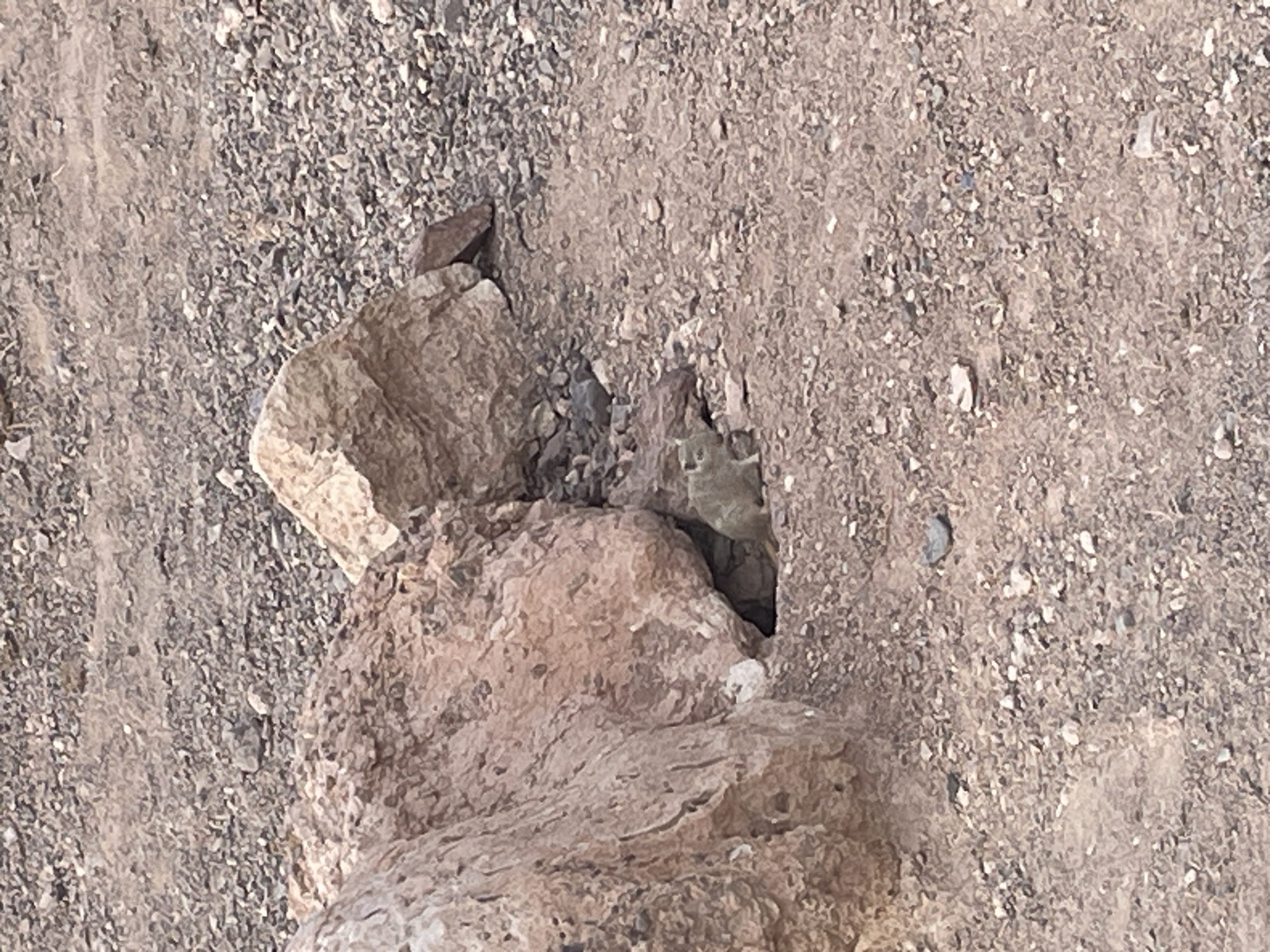 A small, light brown rodent with dark eyes is peeking out of a dark opening between two large, reddish-brown rocks. The ground is covered with small, gray and brown pebbles and dirt. The overall environment appears dry and arid. The image does not contain any identifiable elements related to the city of Tamerlik, Kazakhstan.
