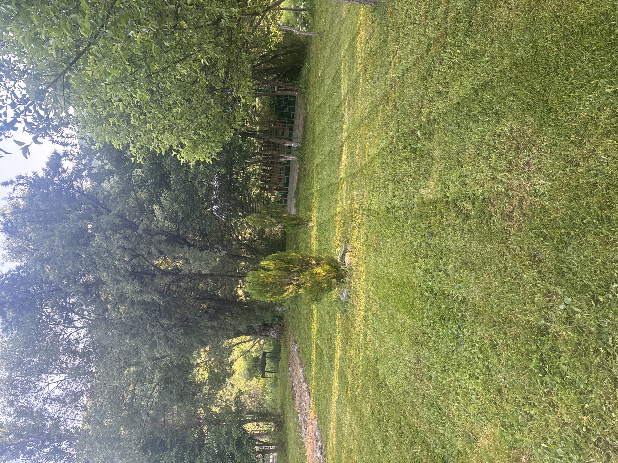 A sunlit lawn with trees and a gazebo is captured in a photograph taken in Artavaz, Armenia. The foreground is dominated by a well-maintained green lawn, with streaks of sunlight creating a dappled effect. In the mid-ground, a small, conical evergreen tree stands near a path made of stones. Beyond that, a wooden gazebo with a slatted roof is visible, surrounded by trees. The background features a dense line of trees, suggesting a wooded area or park. The sky is partially visible at the top, with the light indicating it is either early morning or late afternoon. There are no people or animals in the image.