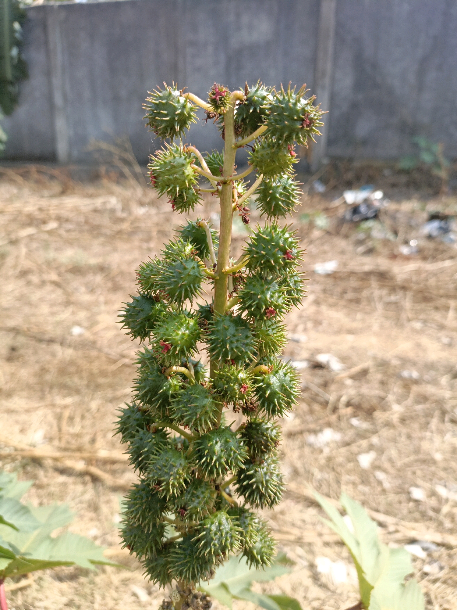 A vertical, close-up, eye-level shot shows a cluster of green, spiky seed pods hanging from a plant stem. The seed pods are round and covered in sharp, needle-like spines, with some showing small red floral remnants. The plant stem is thin and light brown, with several seed pods arranged in a dense spiral. In the background, the ground is covered in dry, light brown grass and debris, suggesting an outdoor environment. A grey concrete wall forms the far background, with some out-of-focus vegetation and litter visible. The lighting appears to be natural sunlight, casting a bright, even illumination on the scene. The location is identified as Jenu, Indonesia. There are no people or animals visible in the image.