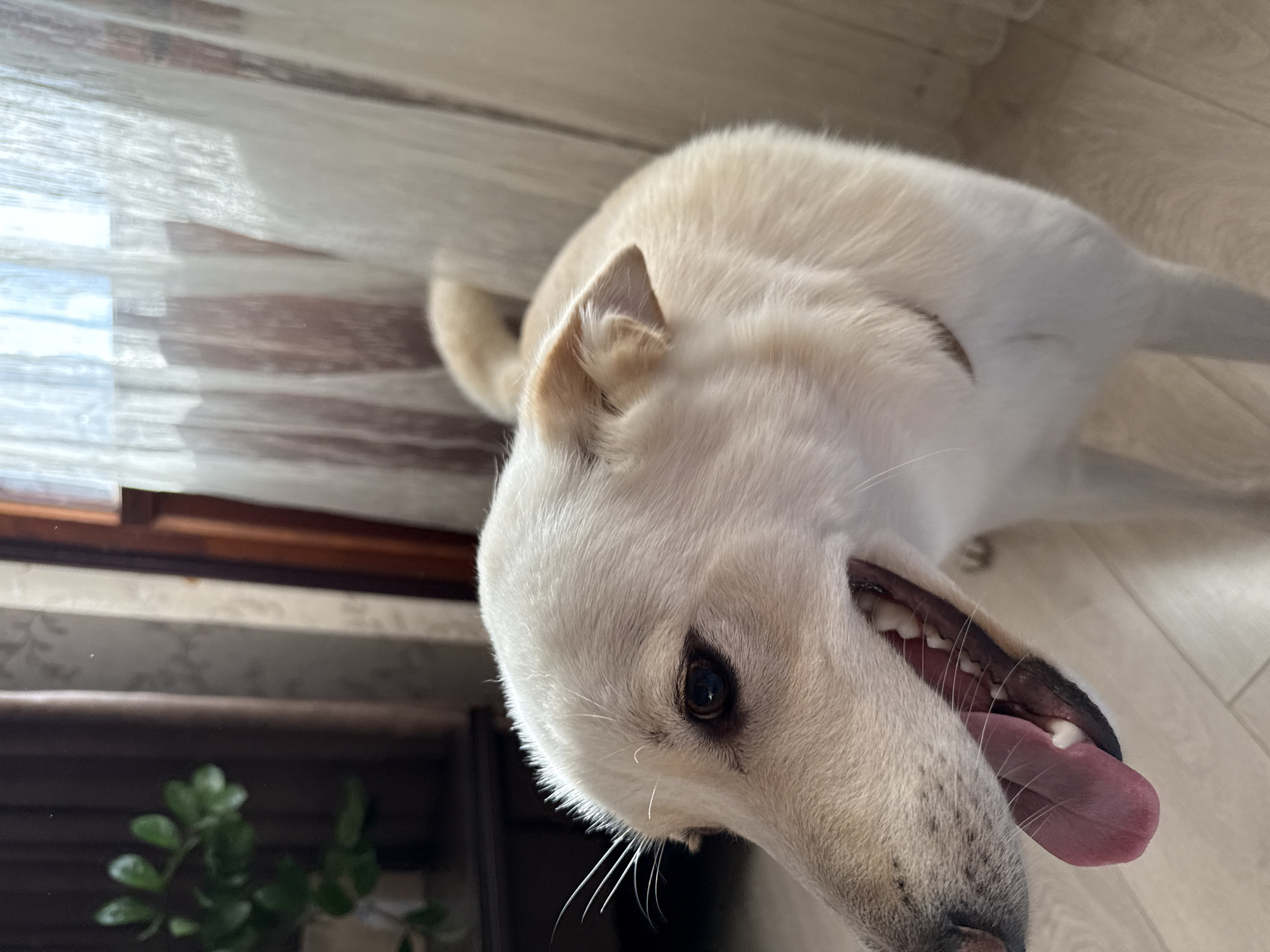 A medium-sized domestic dog, predominantly cream to light fawn in coloration, is depicted standing indoors in the city of Марковский, Russia. The dog's head is turned to the left side of the frame, with its dark brown eyes focused off-camera. Its mouth is open, revealing a pink tongue extended downward and outward, with visible white teeth and dark lower gums. Whiskers are prominent around the muzzle and above the eyes. A thin, dark collar is partially visible around its neck. The dog's tail, matching its body color, is curled upwards and partially visible in the upper right background. The floor is constructed of light-colored wooden planks. The background to the left features dark furniture supporting a potted plant with dark green leaves, against a light-colored, subtly patterned wallpaper. To the right, a window with bright natural light is covered by translucent, floor-length white curtains.