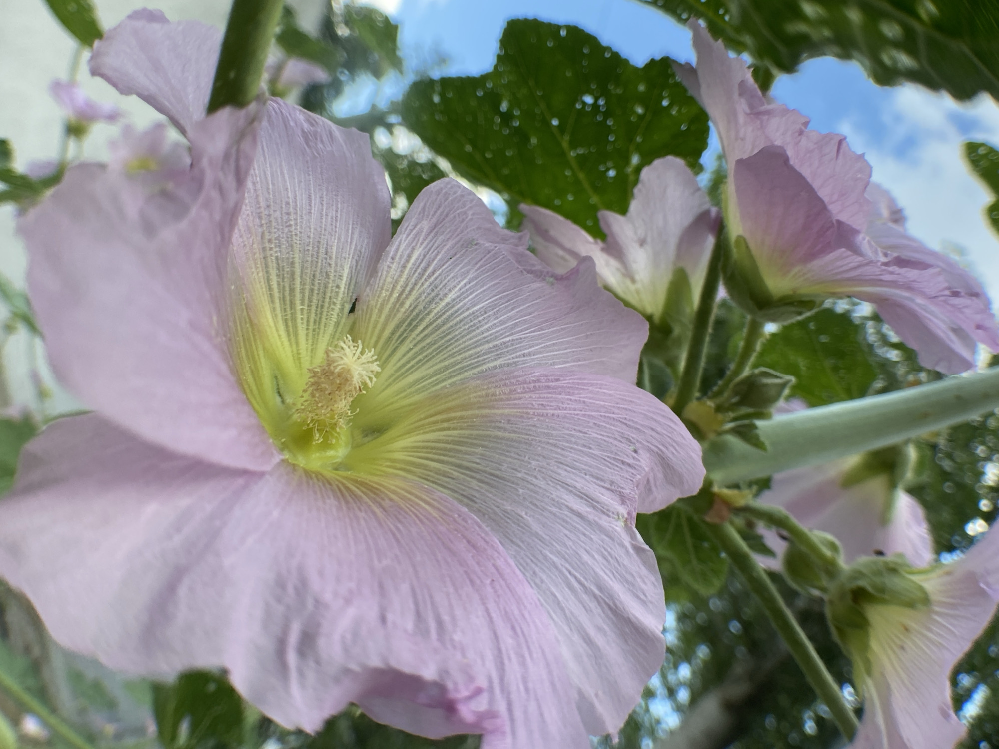 A close-up, low-angle shot captures a cluster of pale pink hollyhock flowers against a bright blue sky with some clouds and blurry green foliage. The foreground is dominated by the petals of a large hollyhock flower, which are a soft, translucent pink with delicate veins. The center of this flower reveals a bright yellow pistil and stamens, with a tiny black insect perched on them. Behind this, other hollyhock flowers and buds are visible, also in shades of pink and with green stems and leaves. The overall impression is one of a bright, sunny day outdoors.