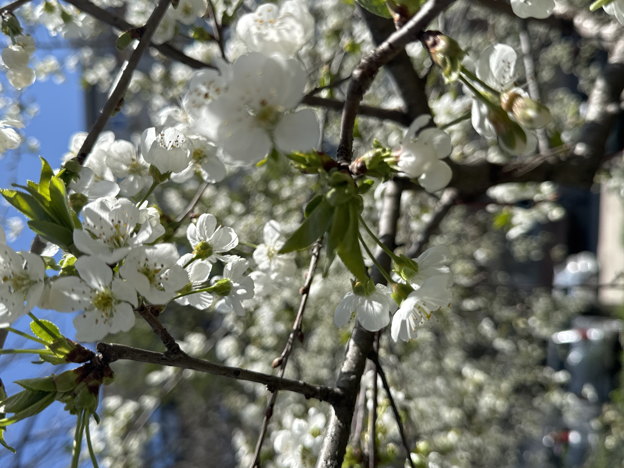 The image shows a close-up of white cherry blossom flowers on branches, possibly in the city of Plovdiv, Bulgaria. The blossoms are in various stages, with some fully open and others still in bud. Some green leaves are visible along with the blossoms. The background is blurred, suggesting other trees with blossoms and buildings, one of which is grey, or blue sky in the upper left corner. The branches appear to be from a mature tree, and the scene is taken during the day with natural lighting.