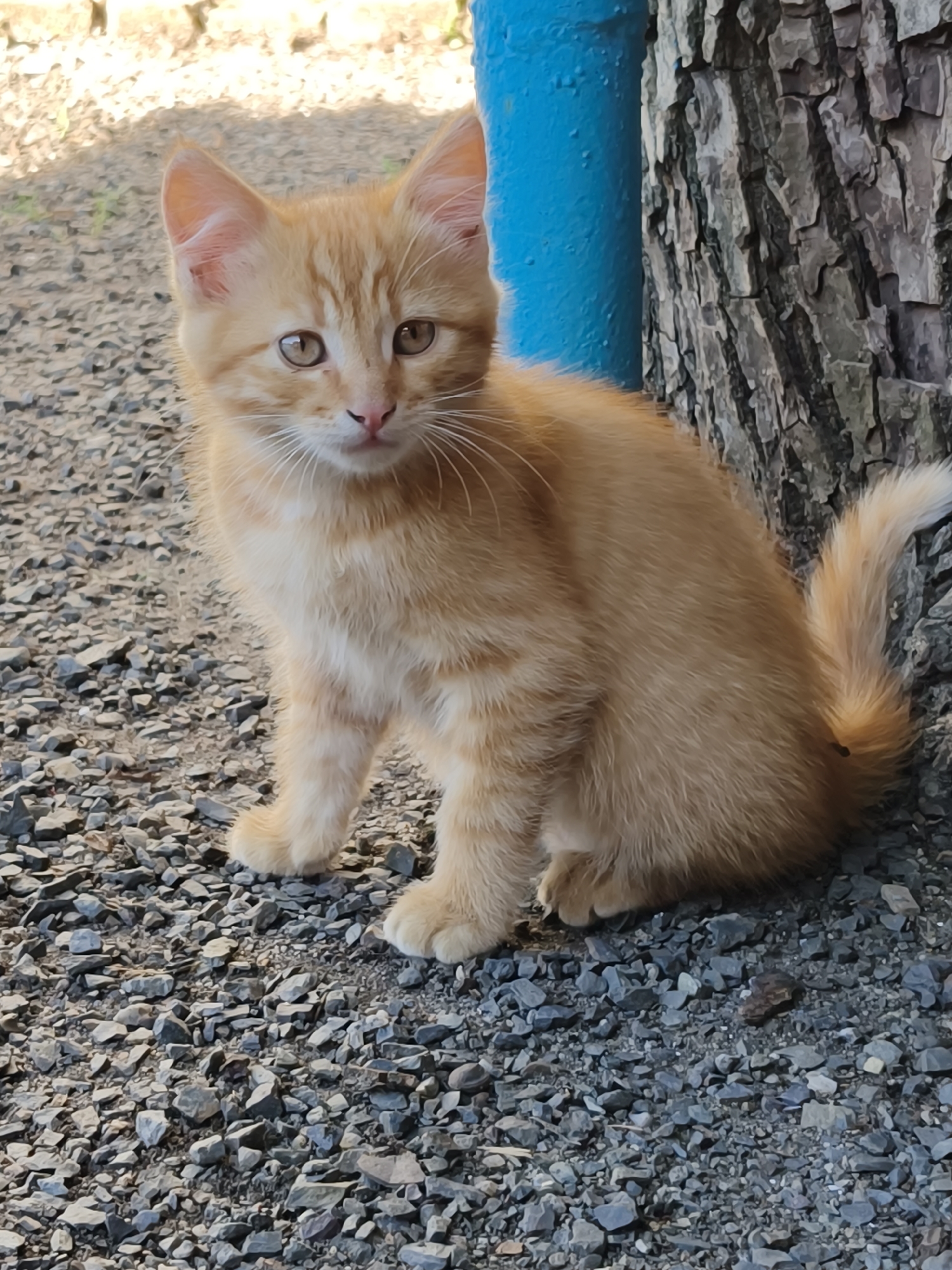 An orange tabby kitten sits on a gravel surface next to a tree and a bright blue pole. The kitten is facing the camera with its head slightly tilted. Its eyes are light brown and its ears are perked up. The background consists of a tree trunk with textured bark on the right and a blurry area with sunlight and shadows on the left. The ground is covered in small gray and brown gravel. The scene appears to be outdoors, possibly in a yard or park. There is no indication of the specific location in Poltavka, Ukraine, within the image itself.