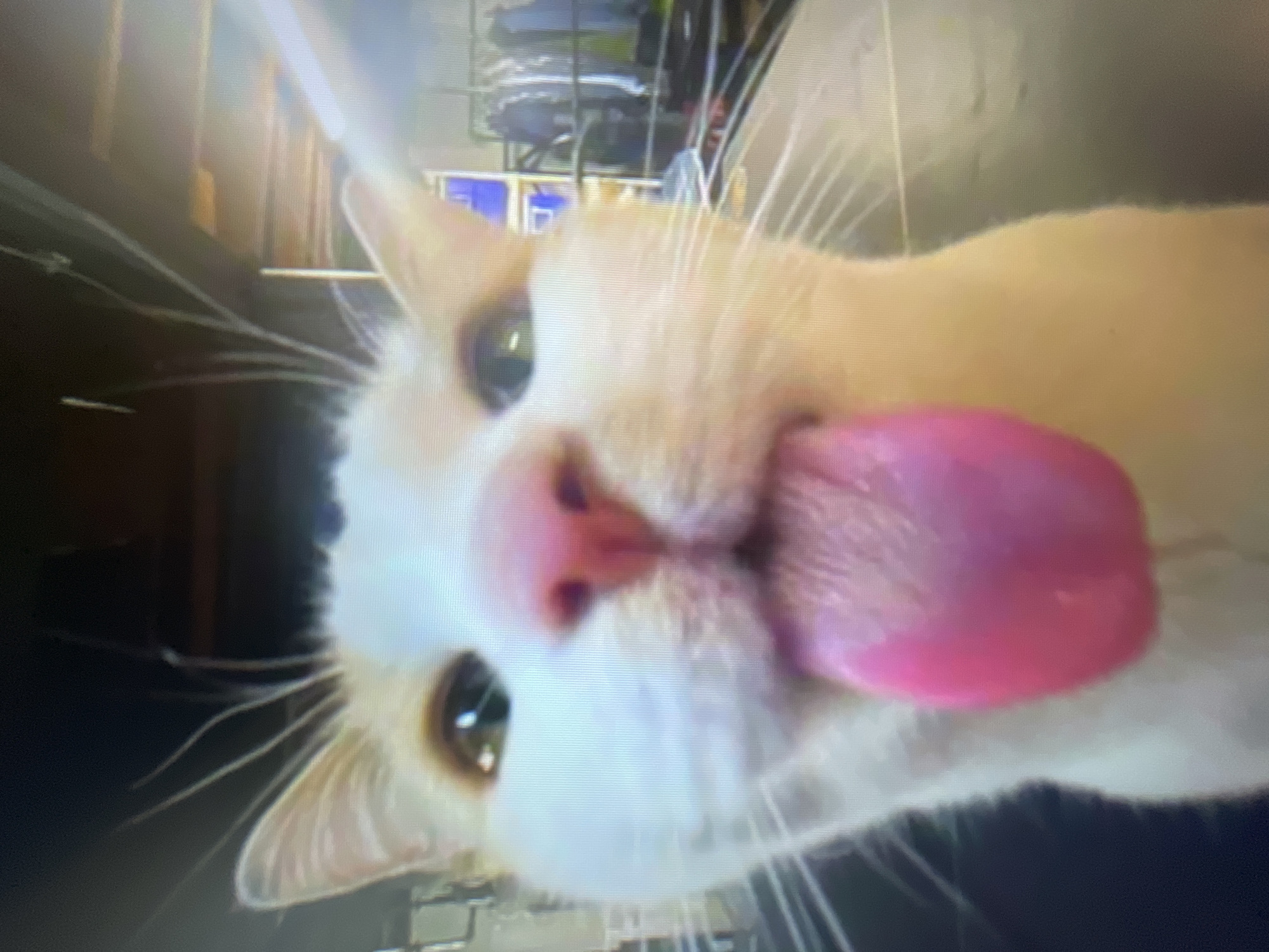 A close-up photograph depicts a light orange and white cat sticking its tongue out. The environment is blurry, suggesting an indoor location with indistinct furniture or objects. The location in Zlatograd, Bulgaria is not discernible from the image.
