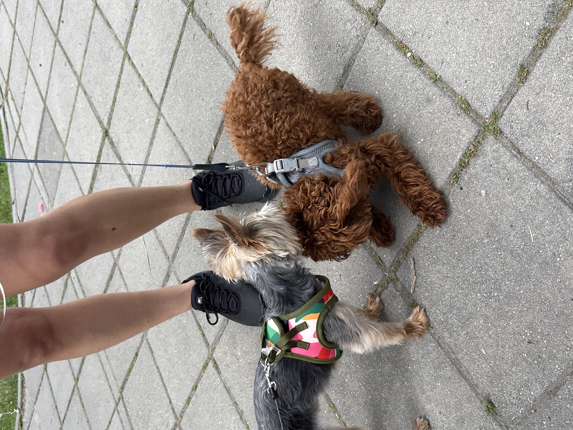 Two small dogs, one Yorkshire Terrier and one poodle mix, are interacting on a paved outdoor area. The Yorkshire Terrier, on the left, is wearing a colorful harness with pink, green, and white patterns and a black leash. The poodle mix, on the right, is wearing a gray harness. A person's legs, wearing black sneakers, are visible standing between the dogs. The ground is composed of gray square paving stones with some grass growing in the cracks. The scene appears to be in an urban environment, possibly a park or pedestrian walkway in Plovdiv, Bulgaria.