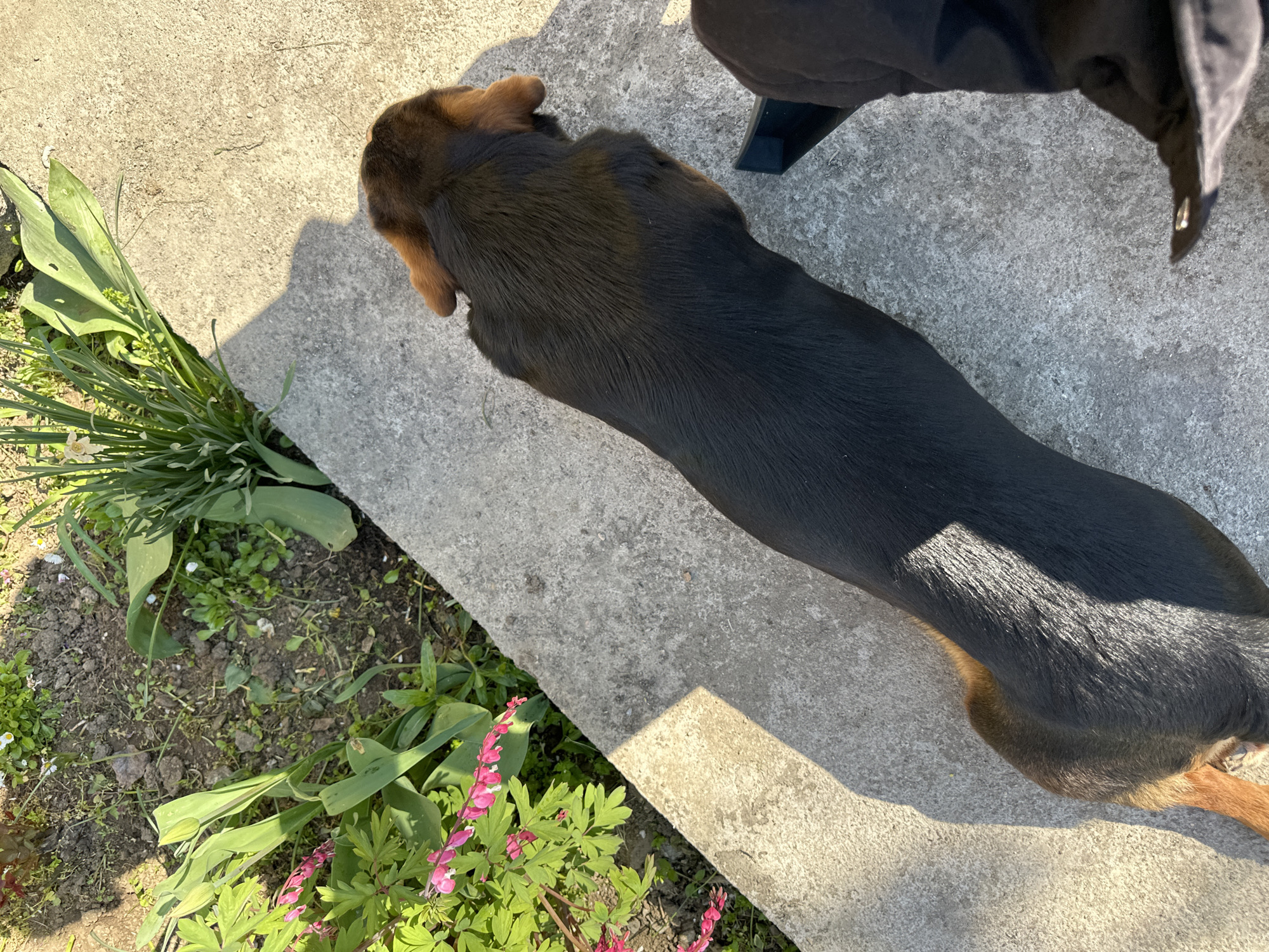 A dark, possibly black and tan dachshund-type dog is lying on a light grey concrete surface. The dog's head is dark brown and its legs are tan. The dog's head is near a patch of green plants, with pink flowers, growing in soil next to the concrete. A person wearing dark clothes is also partially visible in the upper right corner of the image. The scene is outdoors in daylight. There is no indication of the location within the city of Lehchevo, Bulgaria.