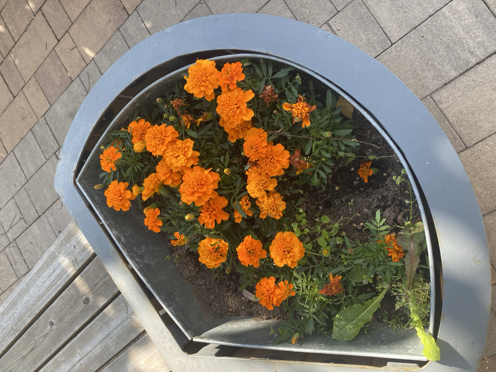 The image shows a planter filled with bright orange marigolds. The planter is made of gray metal and has a curved, modern design. It is situated outdoors, next to a wooden bench and on a paved walkway. The paving stones are light gray and arranged in a grid pattern. Sunlight is casting shadows on the bench and the paving stones, indicating it is daytime. There are no people visible in the image. The overall scene suggests an urban setting, possibly a park or a public space in a city.