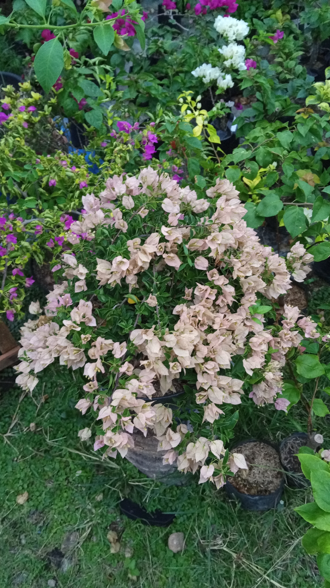 A close-up, slightly overhead shot captures a lush display of bougainvillea plants in a garden setting. The foreground is dominated by a large bougainvillea bush with pale pinkish-tan bracts and green foliage, its branches cascading over the rim of a dark pot. To the left, a smaller bougainvillea bush with vibrant purple bracts and green leaves is visible. In the background, more bougainvillea plants with white and pink bracts, along with a variety of other green plants, create a dense, colorful backdrop. The plants are situated on a ground covered with grass and some small stones. The scene appears to be outdoors, possibly in a nursery or garden. The location is identified as Uteunreutoh, Indonesia.
