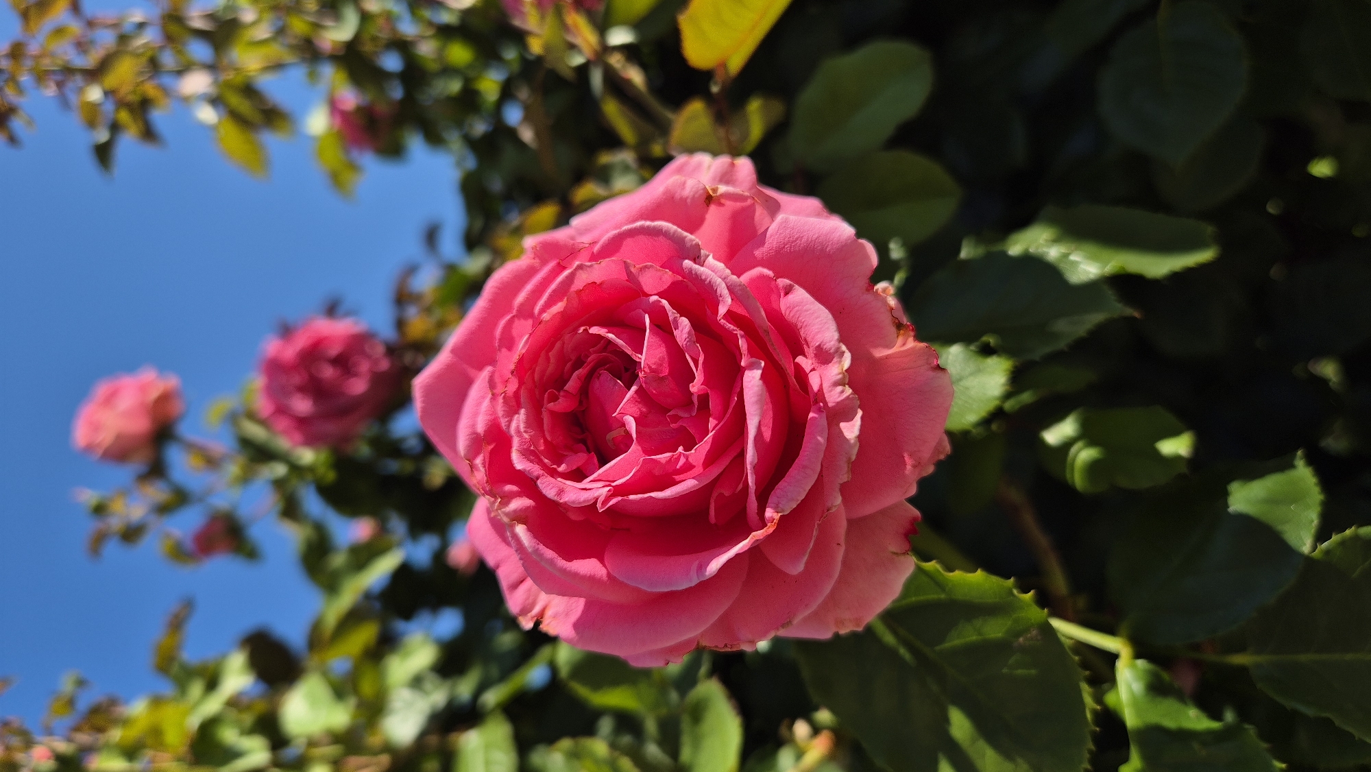 A vibrant, fully bloomed pink rose takes center stage in the foreground of this outdoor shot. The rose is positioned slightly to the left of the frame's vertical center and is captured in sharp focus, showcasing its intricate layers of petals. The petals are a rich, deep pink with lighter, almost white edges, and exhibit a soft, velvety texture. Subtle shadows play across the petals, adding depth and dimension.
Surrounding the main rose are several other less defined pink roses and a dense cluster of dark green rose leaves, many of which are catching the sunlight and appearing brighter or even yellowish in hue. The foliage creates a natural, slightly blurred backdrop.
Above the rose bush, the sky is a clear, bright blue, indicative of a sunny day. The lighting suggests it is daytime, likely late morning or early afternoon, given the intensity of the sun.
The image does not depict any people or specific man-made structures that would allow for precise location identification within Kiten, Bulgaria, beyond being an outdoor floral scene. The scene is purely natural, focusing on the beauty of the rose and its surrounding foliage.