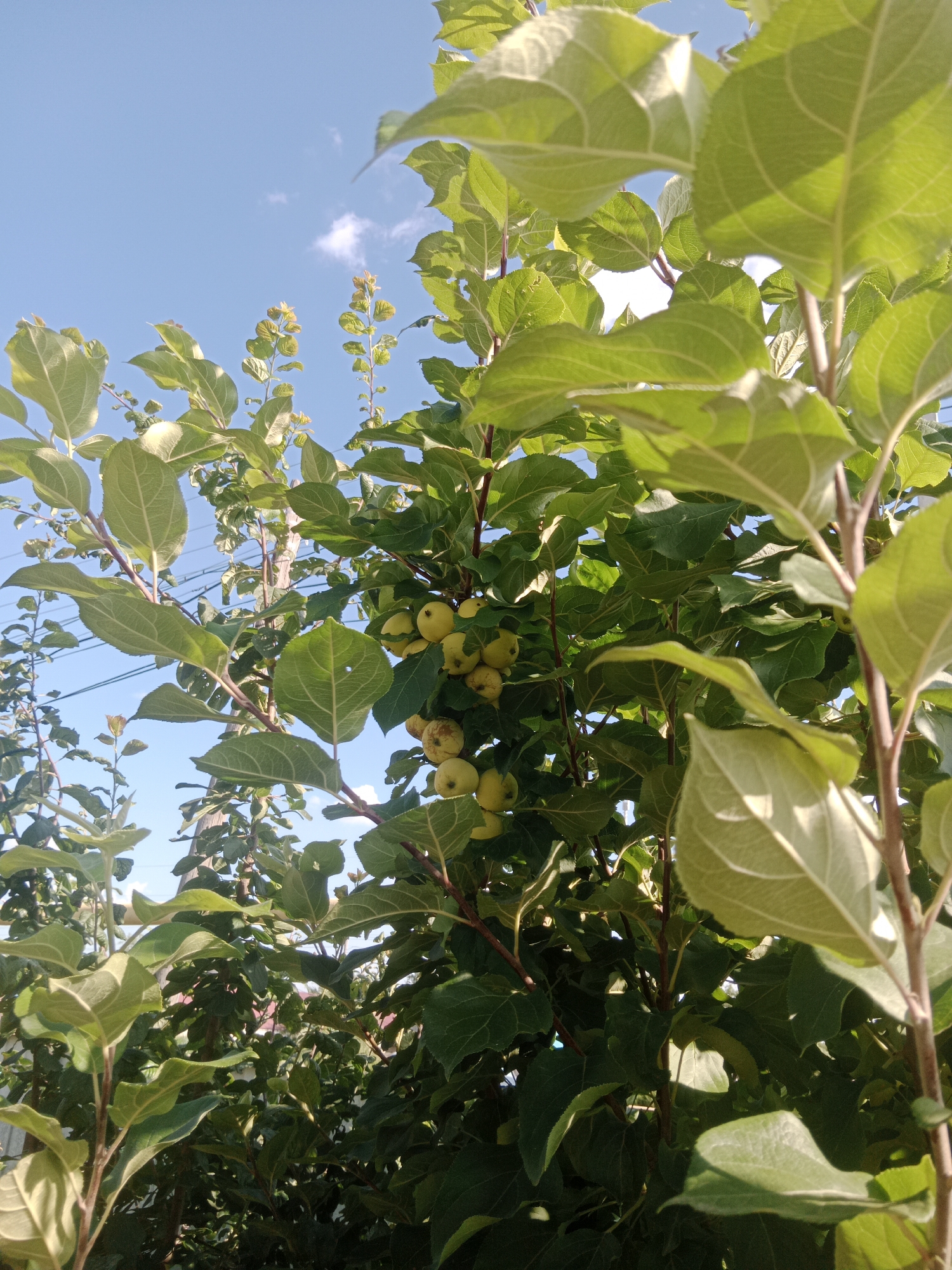 A low-angle medium shot captures a close-up view of a young apple tree laden with small, light yellow apples against a bright blue sky with scattered white clouds. The leaves are a vibrant, healthy green, with some illuminated by sunlight, creating a contrast of light and shadow. Branches and stems of varying thickness are visible throughout the frame, some slender and new, others thicker and more established. In the background, power lines and a glimpse of a building's roof suggest an urban or suburban environment. The scene appears to be set in the city of Qobda, Kazakhstan, based on the provided context.