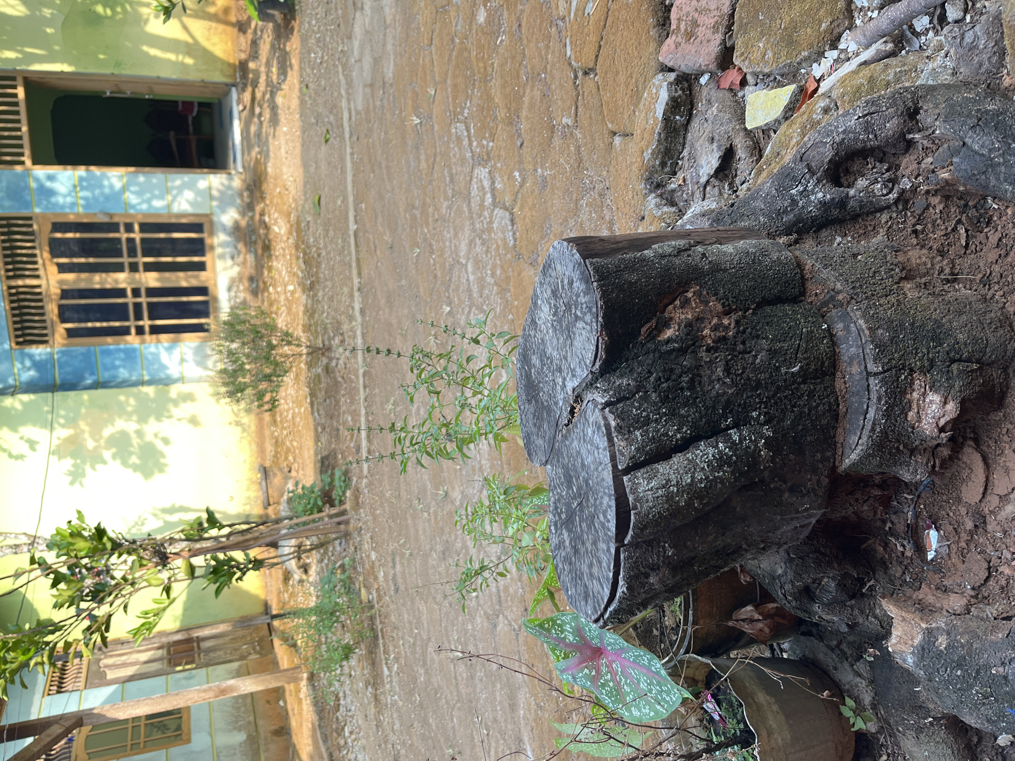 This is a medium shot, eye-level photograph taken outdoors in Glagah Kulon, Indonesia. The foreground is dominated by a large, dark, weathered tree stump with two roughly cut sections on top. The stump appears to be growing out of the ground, surrounded by soil and broken pieces of brick and rock. To the left of the stump, a potted plant with large, heart-shaped leaves with red and green markings is visible. Behind the stump, a dirt path extends towards a building. The building in the background has a light green and blue facade with a wooden door and a window with dark vertical bars. The ground is covered with light brown soil and scattered rocks. The overall scene depicts a rustic, outdoor setting near a residential building.