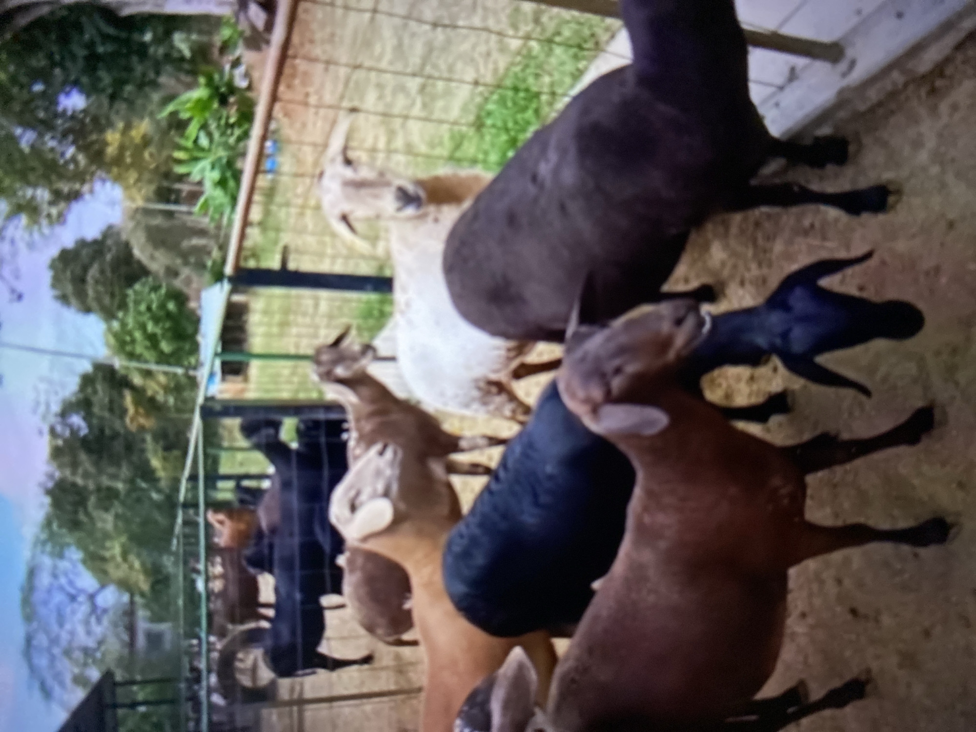 The image depicts a group of goats in an enclosure. There are goats of various colors, including brown, black, and white. The goats are standing on what appears to be dirt or grass. In the background, there is vegetation and a fence. The image was taken in Tinaquillo, Venezuela.