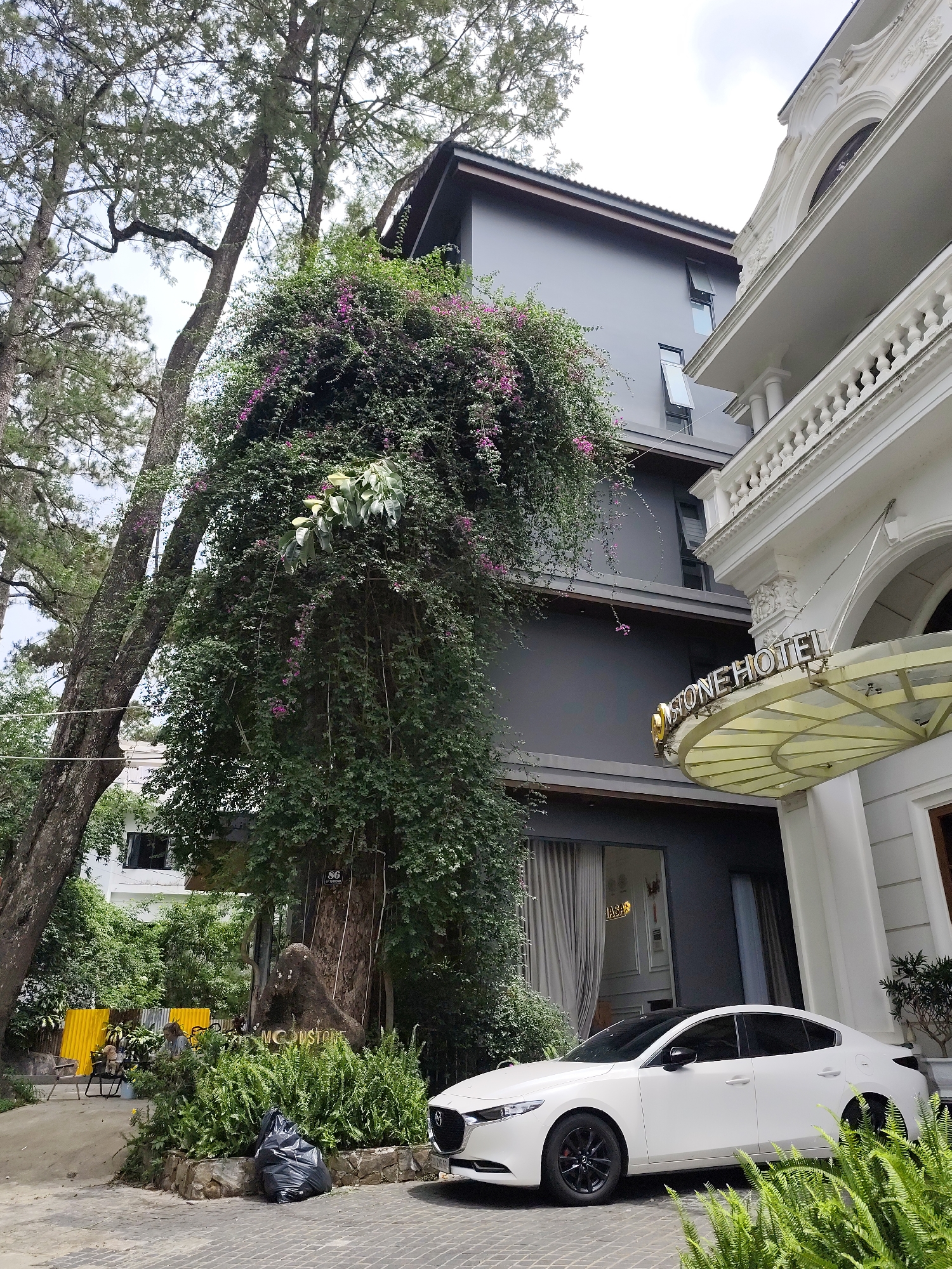 This image captures the verdant entrance area of the Moonstone Hotel in Da Lat, Vietnam, presenting a mix of architectural styles and abundant natural elements under an overcast sky during daytime.
In the foreground, a white sedan, appearing to be a Mazda 3, is parked on a paved driveway. To its right stands a classical white building with an ornate facade, featuring columns, arched details, and balustrades. A glass awning extends over its entrance, clearly displaying the text "MOONSTONE HOTEL".
Adjacent to and partially behind the classical structure is a modern, multi-story building rendered in a dark grey color, with several windows slightly open. A prominent, large tree trunk, heavily covered in lush green vines and purple, bougainvillea-like flowers, stands centrally. This tree trunk also features the word "MOONSTONE" carved or attached, and a smaller sign on it reads "86 Le Lai".
Tall pine trees with distinctive rough bark and slender trunks rise into the upper left portion of the frame, reaching towards the bright, cloudy sky. Abundant green foliage, including ferns, lines the driveway and forms a dense bed around the base of the large central tree. A black trash bag is visible on the ground near these plants. In the lower-left, behind some greenery and a yellow corrugated barrier, a person is partially visible sitting on a chair. Through a window of the grey building, the word "JASPER" can be faintly seen.
The scene conveys a calm, green environment typical of a hotel entrance, with the overcast conditions suggesting mild weather.