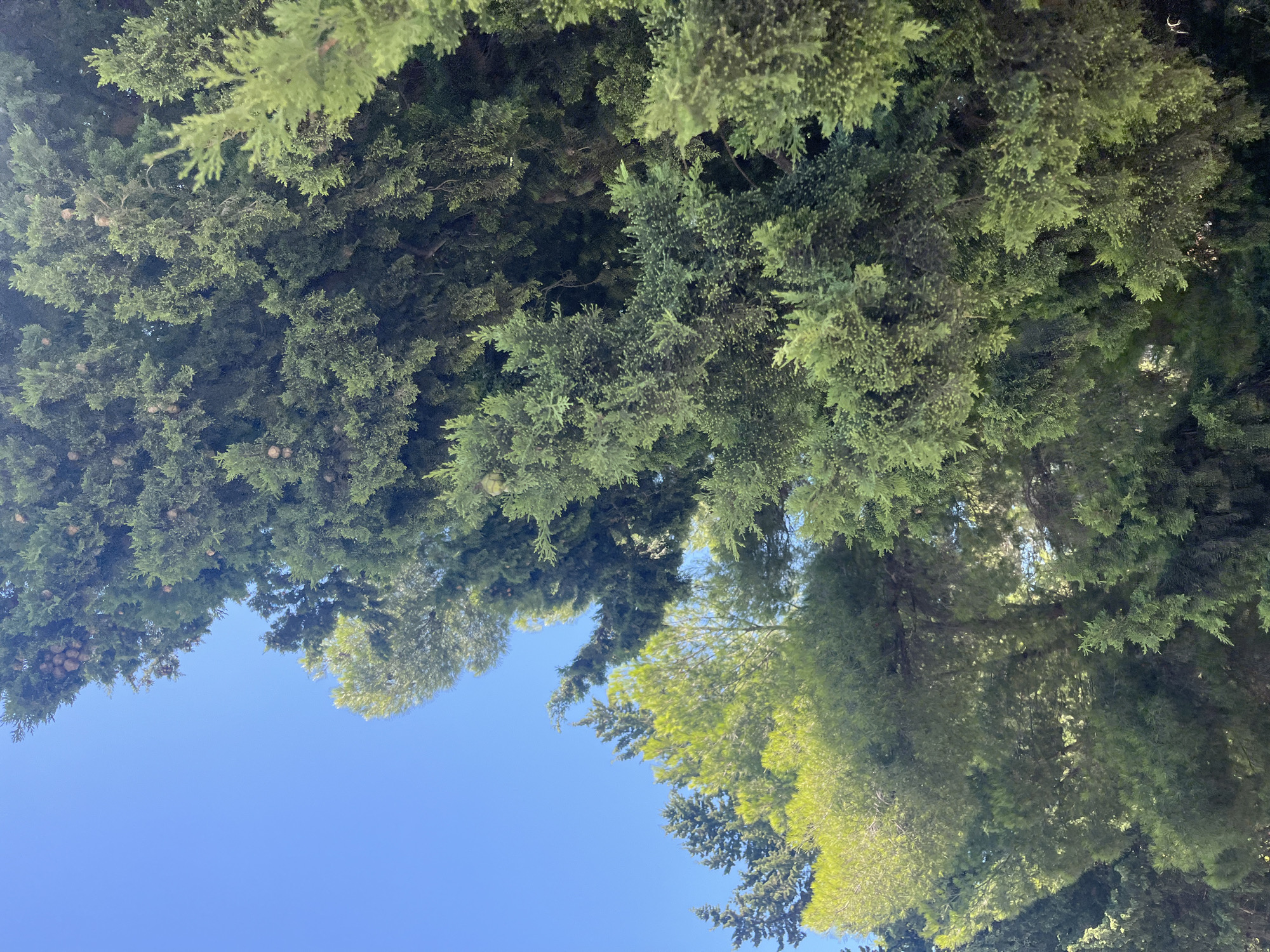In Boreti, Montenegro, a low-angle shot captures a dense canopy of green coniferous trees against a bright, clear blue sky. The foliage is lush and varied, with some trees displaying a lighter, almost yellow-green hue while others are a deep, dark green. Small, round pinecones are visible scattered throughout the branches of the darker trees. The sunlight filters through the leaves, creating patches of brightness and shadow within the greenery. The image is filled with natural elements, showcasing the vibrant life of the local flora. There are no people or man-made structures visible in the scene, emphasizing the natural beauty of the outdoor environment.