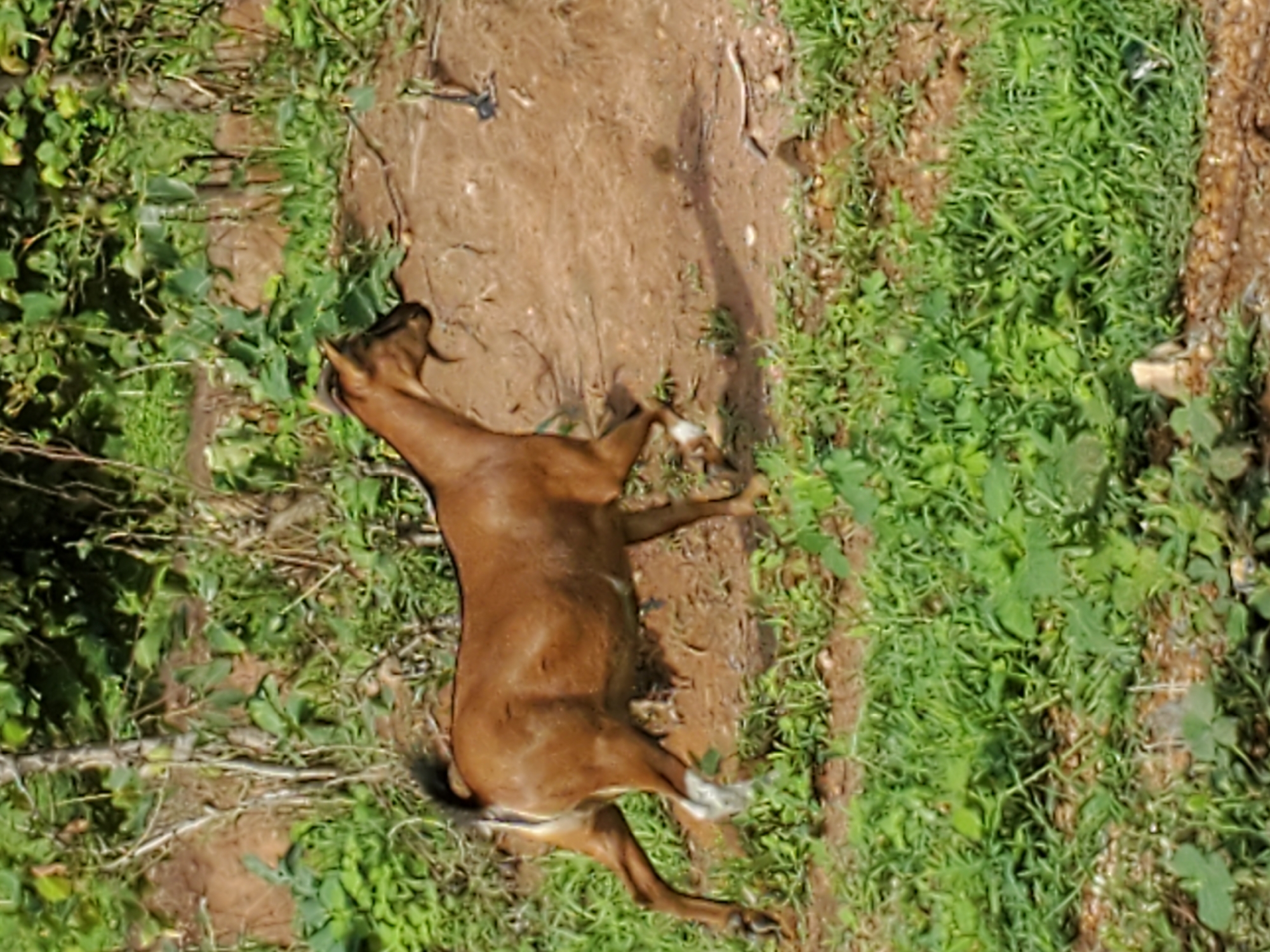 A brown goat lies on its side in an area with dirt patches and green vegetation, potentially in a field or rural setting. The goat appears still and is positioned on its left side with its legs extended. The surroundings consist of mixed textures of soil and vegetation, with varying densities of plant growth. The location in Mararaba, Nigeria, suggests this could be a rural or peri-urban area.