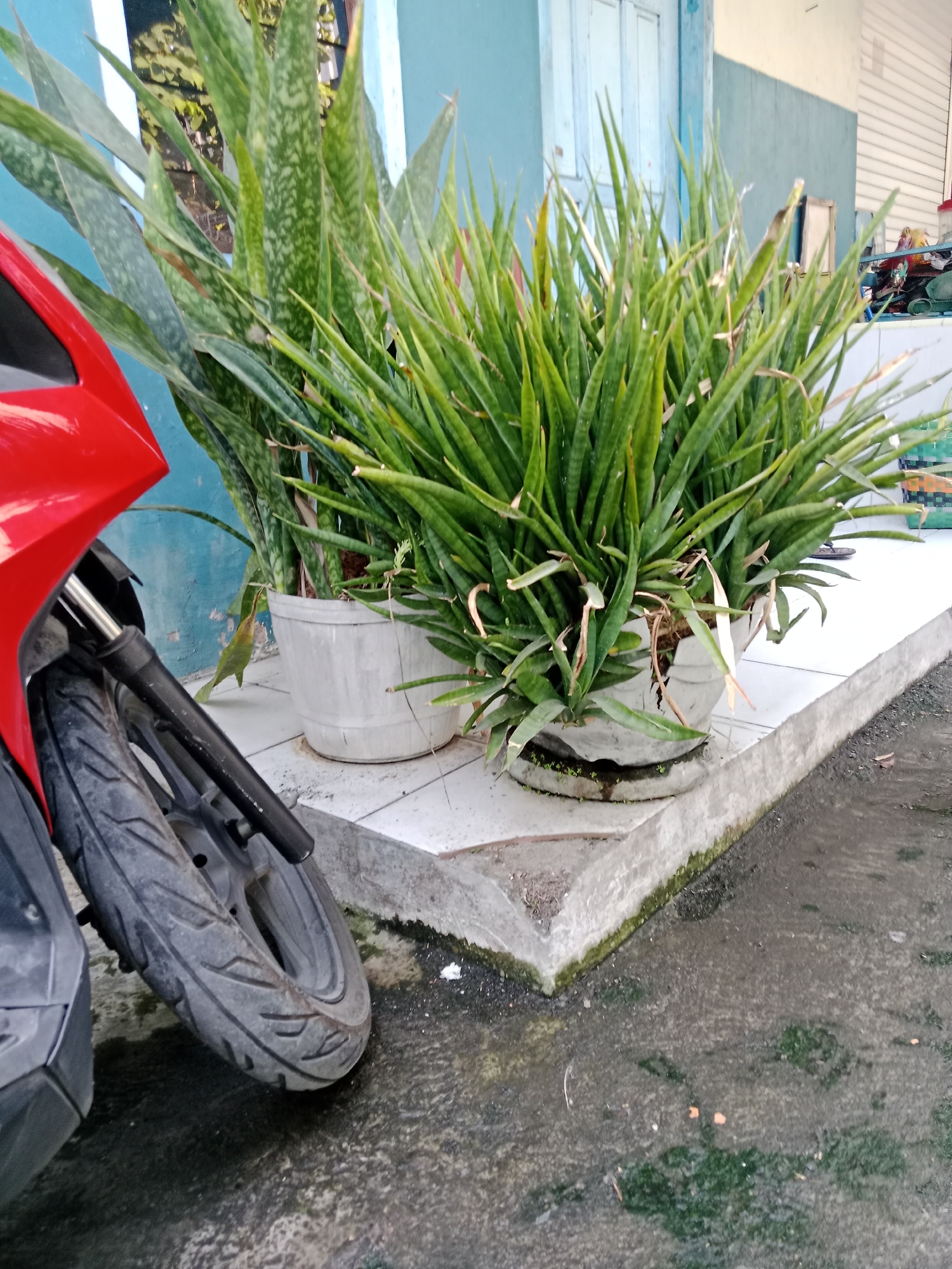 The image depicts an outdoor scene, likely in Kediri City, Indonesia, featuring a red motorcycle parked next to a cluster of potted snake plants. The plants, characterized by their tall, green, sword-like leaves with variegated patterns, are housed in two light-colored planters. One planter is cracked. The motorcycle is positioned to the left, with its front wheel and part of the red bodywork visible. The plants and motorcycle are situated on a tiled walkway adjacent to a building with blue and white walls and a wooden door. The ground in the foreground is wet concrete, showing patches of green moss or algae, suggesting a damp environment. The overall impression is one of an everyday street scene in an urban setting.