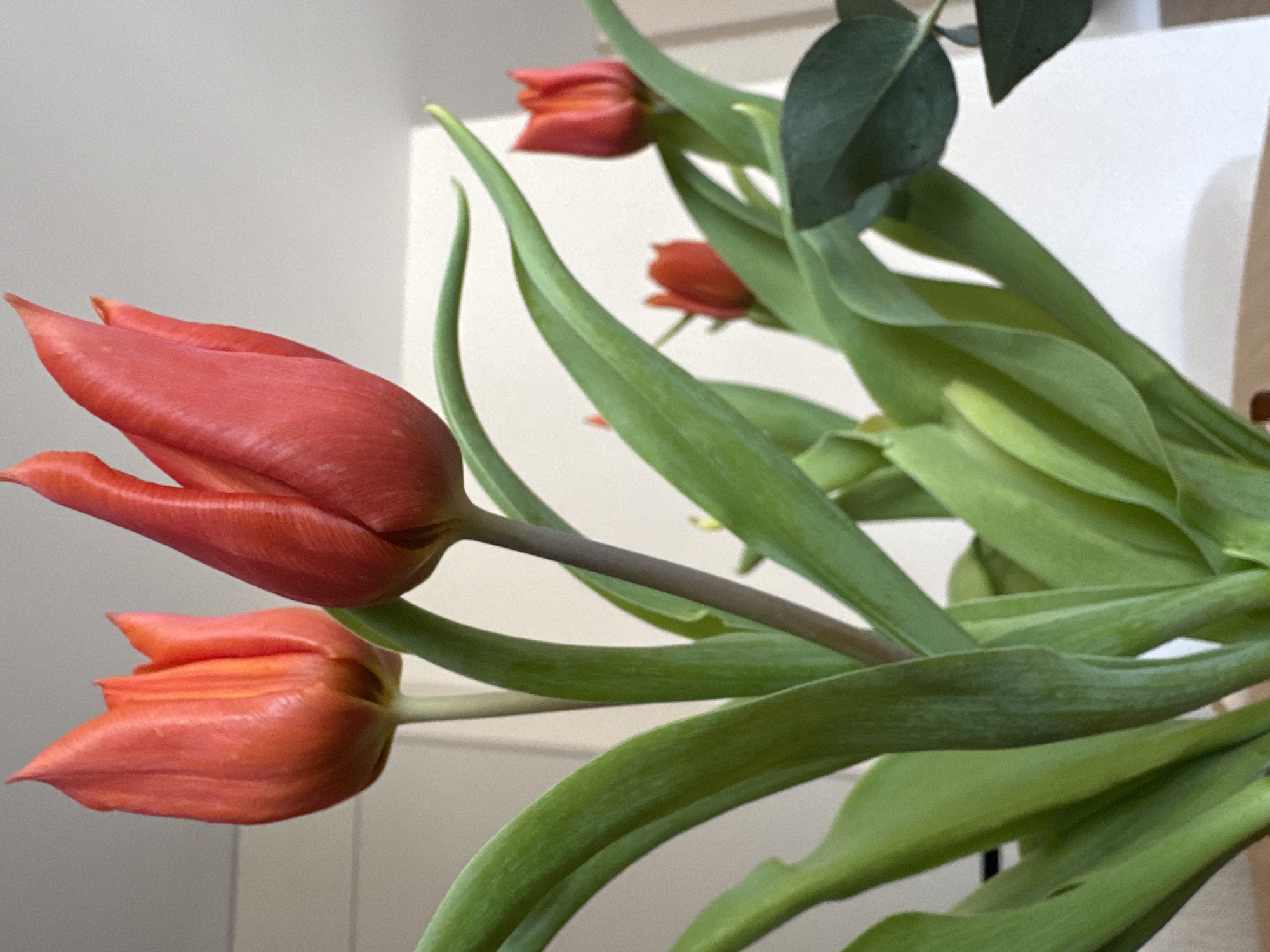 A close-up shot features a bouquet of red tulips with green stems and leaves, along with some eucalyptus leaves. The flowers are not fully open, and the focus is on the texture and color of the petals. The background is a neutral wall. The location and specific details about Burgas, Bulgaria, are not discernible from the image.