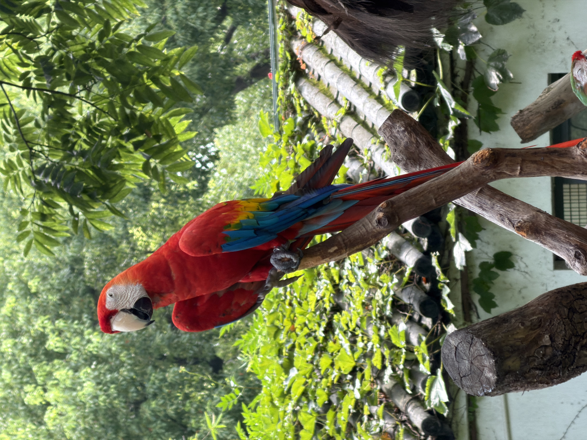 A scarlet macaw, identified by its vibrant red plumage and blue and yellow wing feathers, is perched on a branch. The bird's head is turned to the left, and its beak is prominent. The background features lush green foliage and a tiled roof, suggesting an outdoor environment. The image appears to be taken in Changning District, China, likely within a zoo or aviary given the presence of a contained bird and staged natural elements.