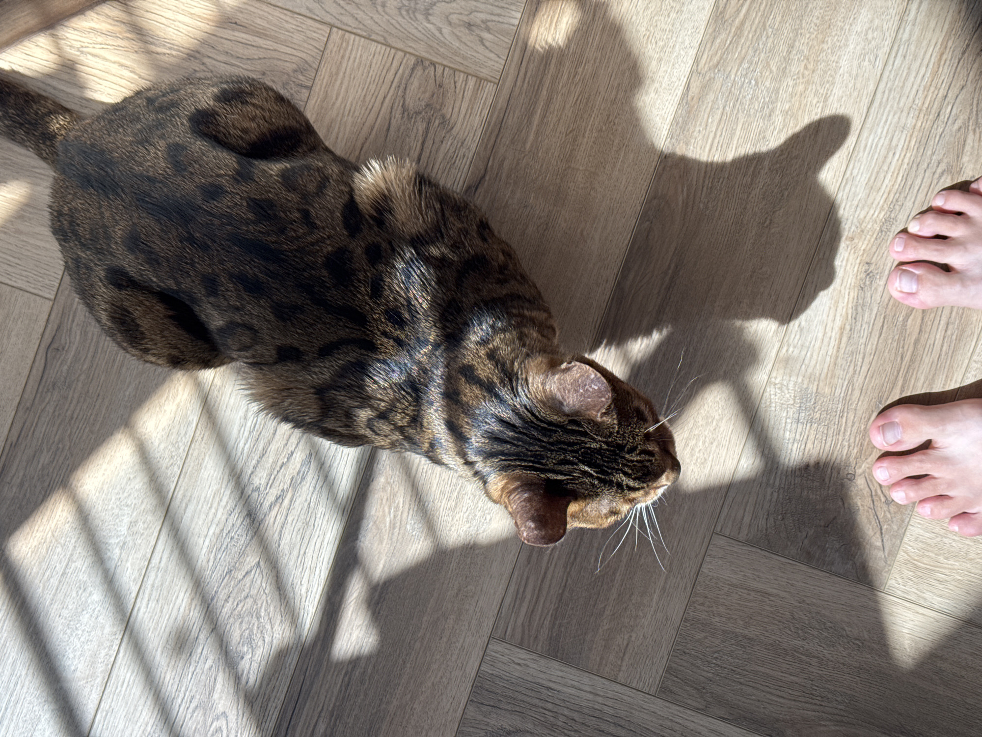 A high-angle shot indoors shows a brown and black Bengal cat on a herringbone-patterned wood floor. The cat is oriented towards the right side of the frame with its head in the bottom right. Sunlight streams in, creating shadows across the floor and the cat. A human foot appears in the top right corner of the frame. The location is not specified in the prompt.