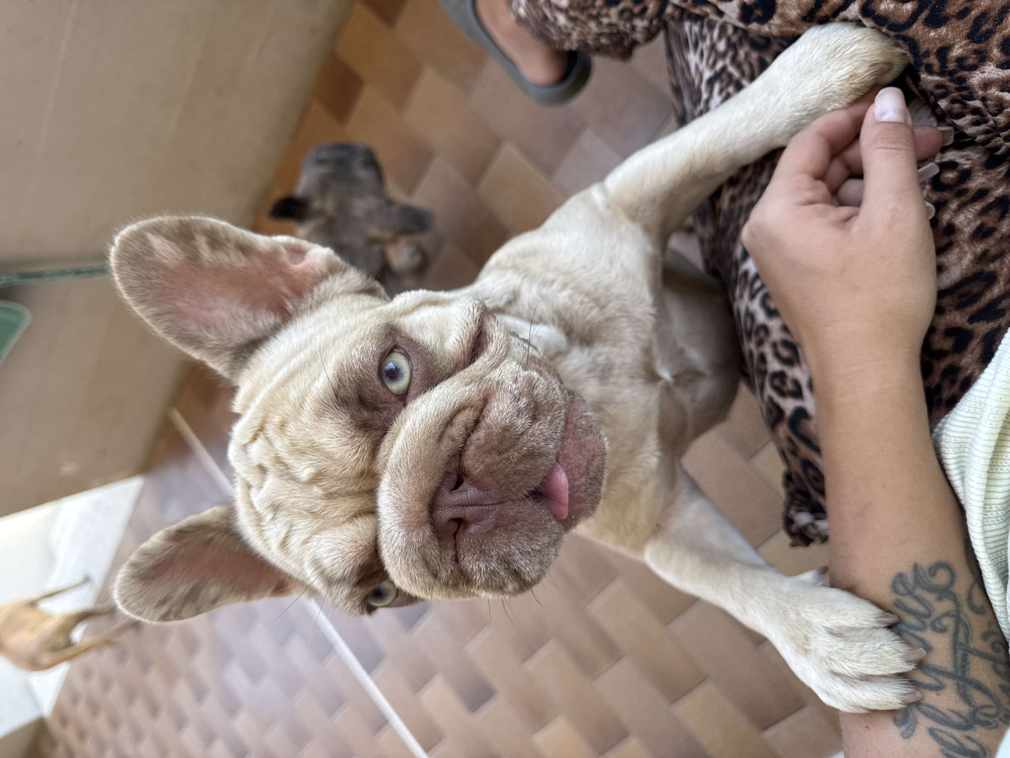 A French Bulldog with light tan fur and green eyes is standing on its hind legs, resting its front paws on a person's arm. The dog's tongue is slightly out. The person's arm has a tattoo and is resting on a leopard-print fabric. In the background, another dog, a fawn-colored Labrador Retriever, is walking away. The scene appears to be an outdoor patio with tile flooring. The image was taken in San Benedetto del Tronto, Italy.
