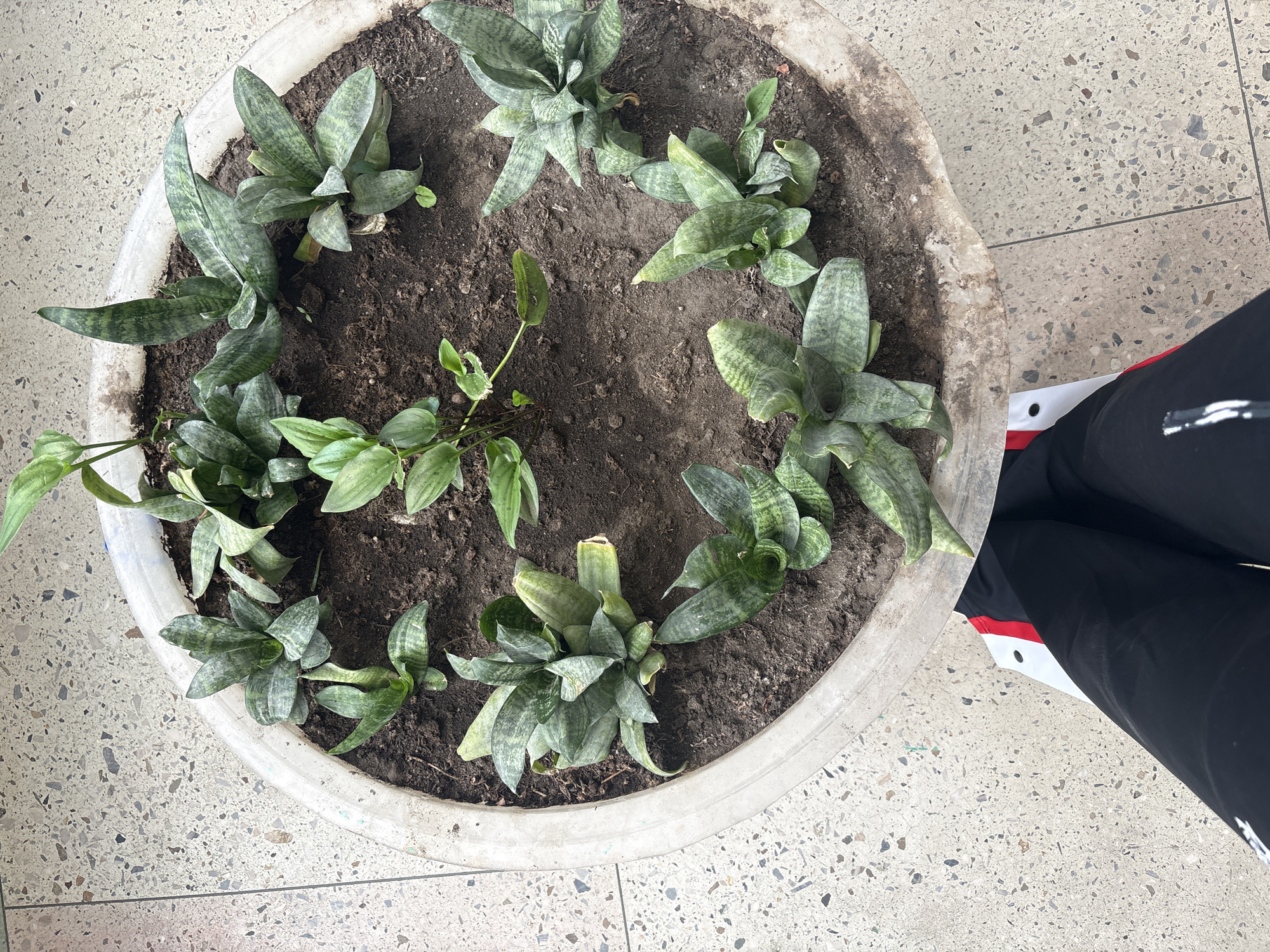 The image shows an overhead view of a large, round, concrete planter filled with soil and several Sansevieria trifasciata 'Hahnii' plants, commonly known as bird's nest snake plants. The plants are arranged around the perimeter of the planter, leaving the center area mostly bare soil. A few smaller, unidentified green plants are also present in the planter.
In the bottom right corner of the image are legs wearing black athletic pants with white and red trim, and white sneakers with a red stripe.
The planter is situated on a light-colored, speckled tile floor.
There is no information in the image to indicate the location of the planter in Minsk, Belarus.