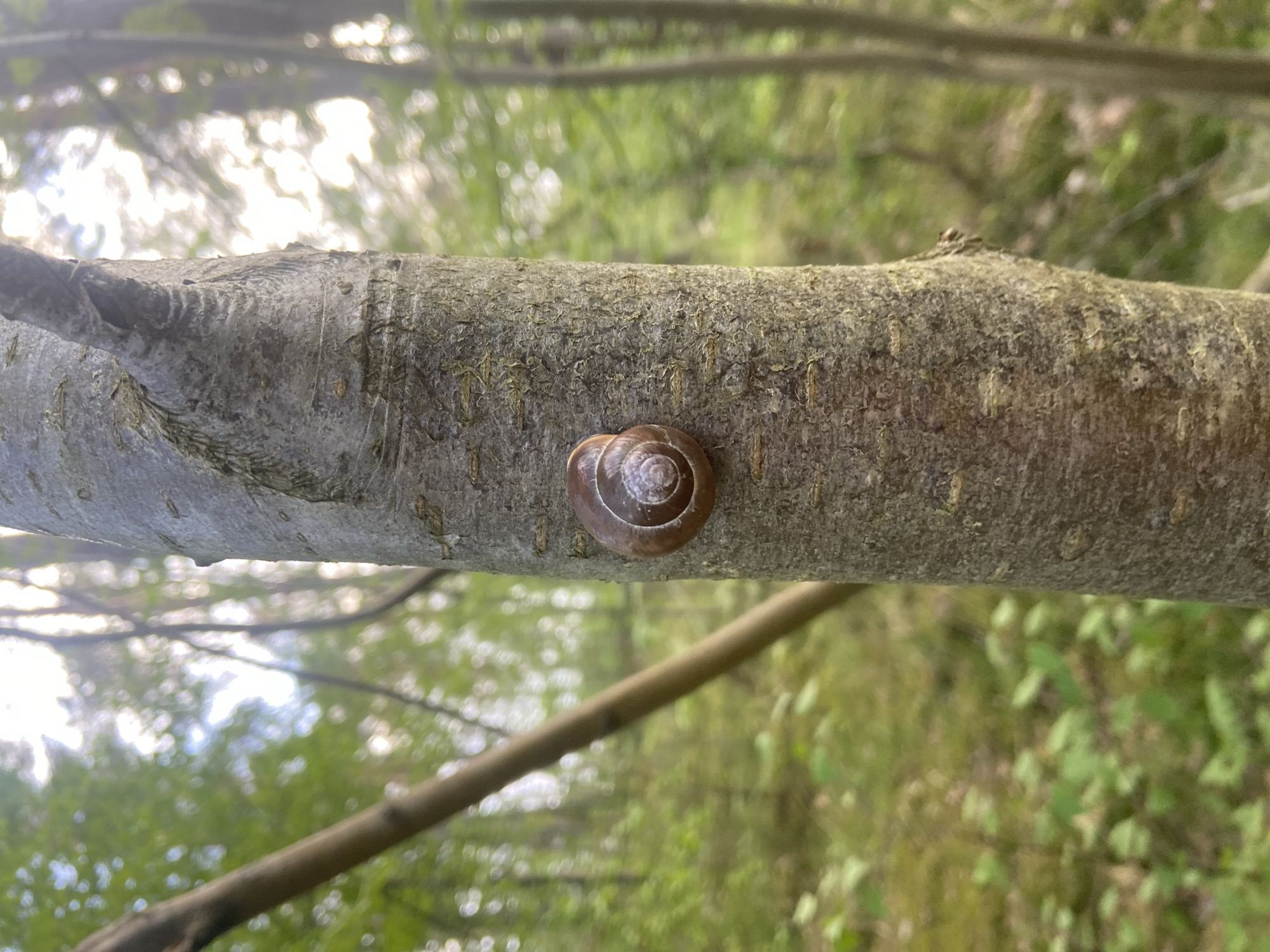 The image shows a tree branch with a snail on it. The branch is light gray and has a rough texture. The snail is positioned in the center of the branch, clinging to its surface. The snail's shell is brown with a spiraling pattern. The background is blurred, suggesting foliage and sunlight filtering through the trees. The location is unknown.