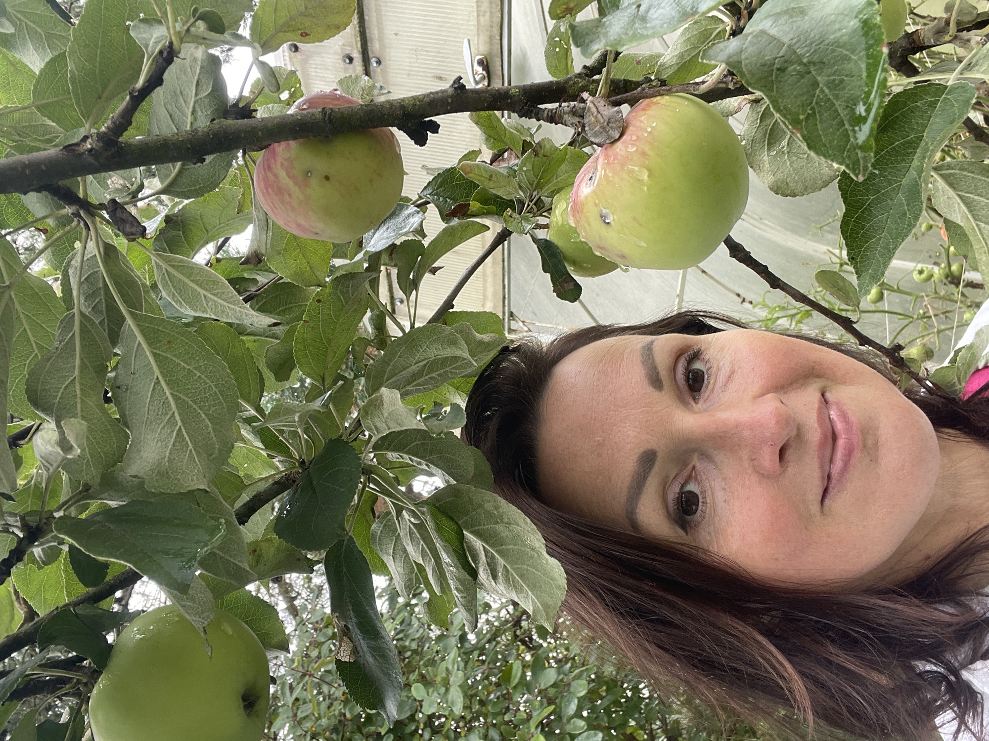 A medium shot photograph captures a woman in the foreground, her head and shoulders positioned to the left side of the frame. She has dark brown hair, brown eyes, and fair skin. She is looking directly at the camera with a slight smile. Behind her, an apple tree is visible, with several green and red apples hanging from its branches, some of which are partially obscured by leaves. The background shows a greenhouse structure with a white panel wall and visible metal fixtures, suggesting an outdoor setting within a city environment, potentially a garden or allotment in the city of Leningradskaya, Russia. The lighting is natural, indicating it is daytime.