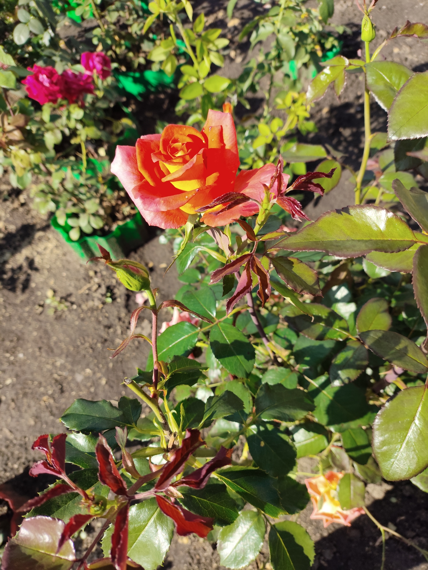 A close-up, eye-level shot showcases a vibrant orange and yellow rose in bloom, its petals unfurling under the sun. The rose is positioned on the right side of the frame, with its head tilted slightly downwards and to the left. Surrounding the rose are numerous green leaves, some glossy and reflecting the sunlight, others darker and shadowed. A tightly closed green bud is visible on a stem to the left of the main rose, hinting at future blooms. The background is a blur of darker greens and browns, with patches of exposed soil and what appear to be dark green garden containers. The overall lighting suggests a sunny day. The image is dated to July 2023 and located in Shopino, Russia.