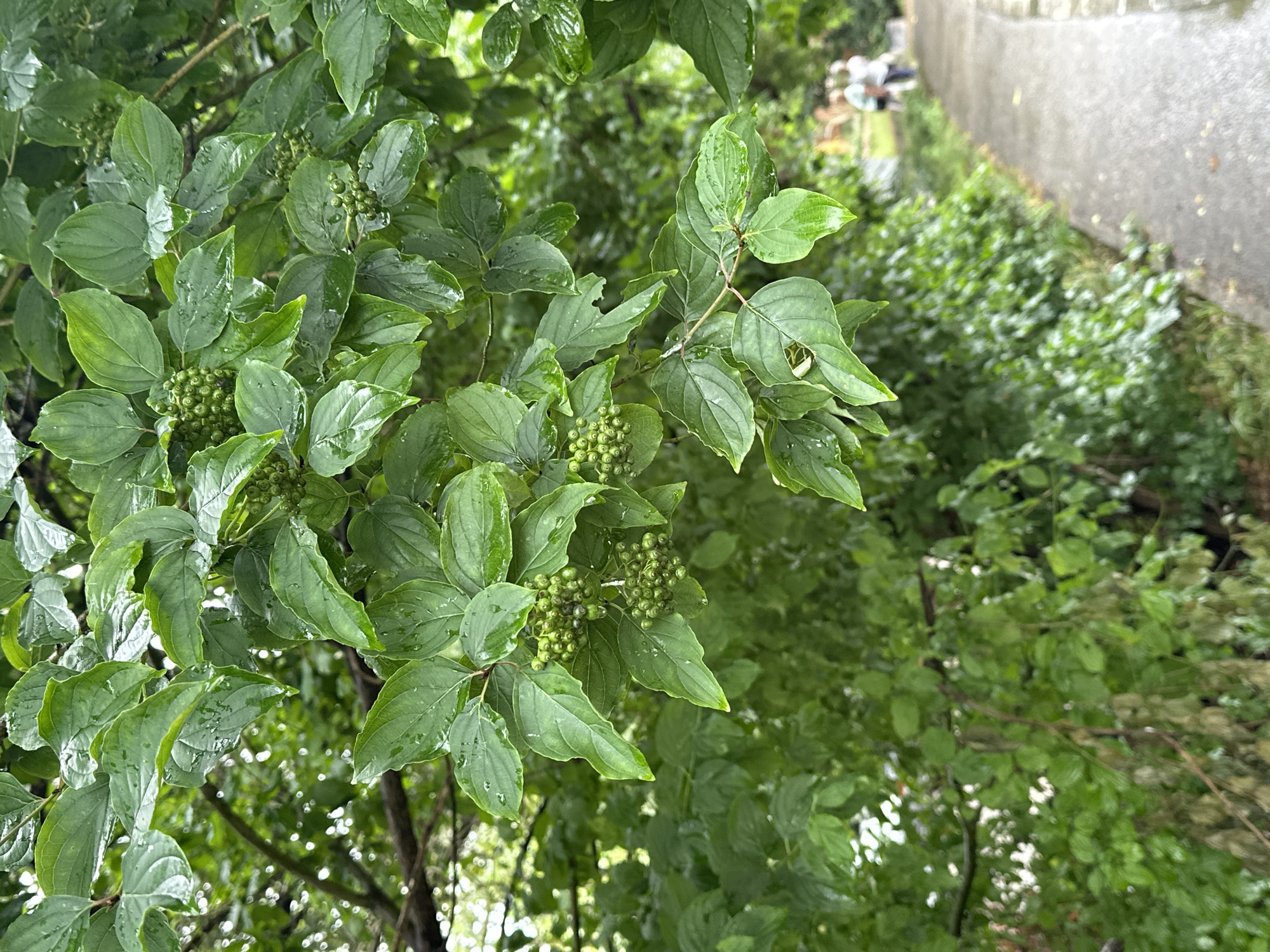 In Sochi, Russia, a close-up shot focuses on a branch of a tree adorned with green leaves and clusters of small green berries, some appearing to be water droplets. The leaves are glossy and have prominent veins. In the background, a paved pathway curves to the right, bordered by lush green foliage. Two individuals, a man and a woman, are walking away from the camera on the pathway, their figures slightly blurred due to the shallow depth of field. The environment appears to be an outdoor setting, possibly a park or garden, with a soft, diffused light suggesting an overcast day.