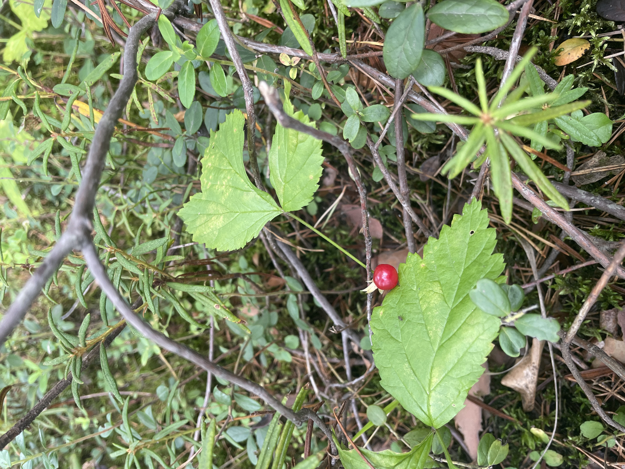 In Barsovo, Russia, a close-up, eye-level shot captures a single, bright red berry resting on a large, vibrant green leaf. The berry is round and smooth, with a delicate stem. The leaf beneath it is broad with serrated edges and shows signs of natural texture, possibly slight imperfections or veins. Surrounding the focal point is a dense undergrowth of various green plants, including low-lying bushes with small, oval leaves and taller, thinner stalks with needle-like foliage. Thin, brown branches crisscross the frame, some partially obscuring the vegetation. The ground beneath is a carpet of moss and fallen pine needles, suggesting a natural, wooded environment. The lighting is soft and diffused, indicating an overcast day or shaded area. There are no people or animals visible.