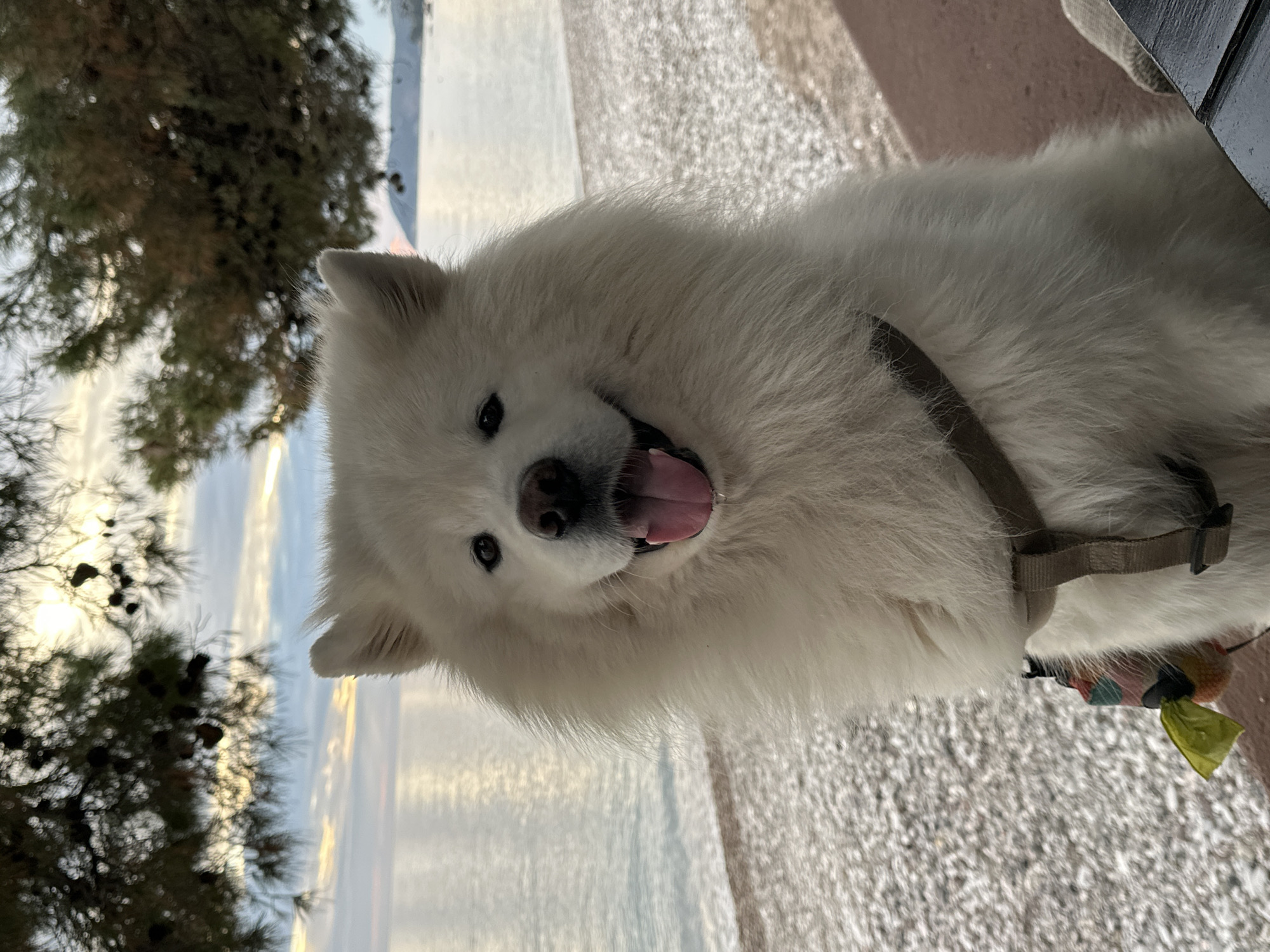A medium shot captures a white Samoyed dog wearing a harness, possibly at a coastal location in Bar, Montenegro. The dog's head is angled towards the camera, mouth open, tongue visible. The background shows foliage to the left and a textured surface, likely a beach or gravel area. The sea and sky are visible behind the foliage, suggesting an outdoor setting near the water.