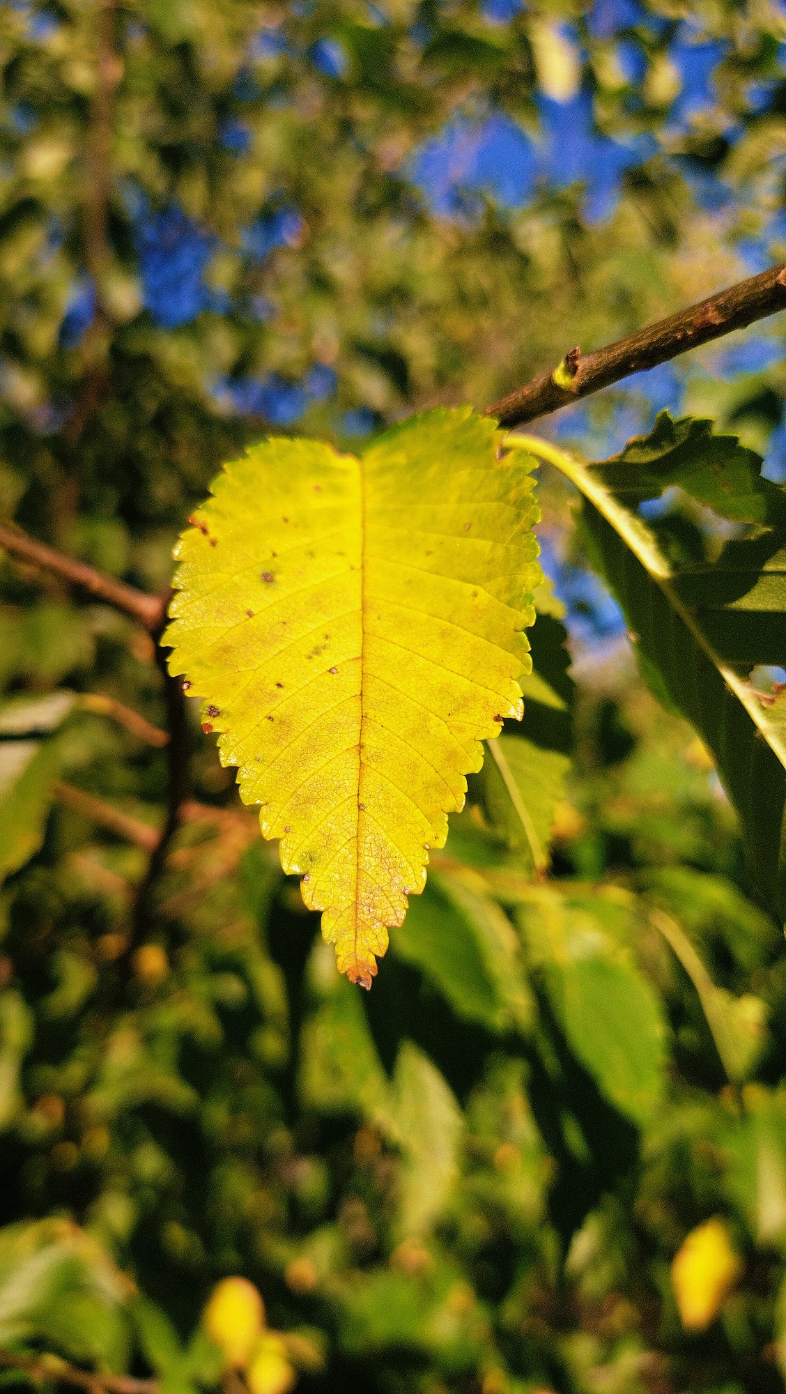 The image is a close-up, vertical shot of a single yellow leaf on a tree branch. The leaf is heart-shaped with serrated edges and prominent veins. The background is a blur of green foliage and a bright blue sky, suggesting an outdoor setting. There are no people, animals, or man-made structures visible in the image. The scene appears to be a natural environment, possibly a park or a garden, in the city of Horishni Plavni, Ukraine.