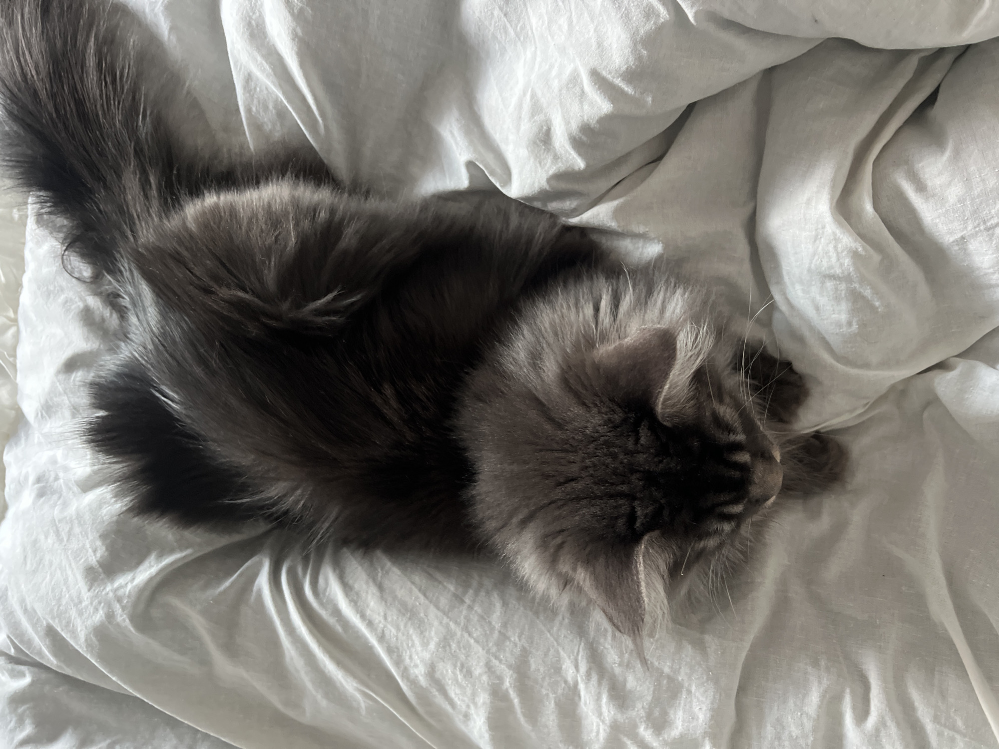 A gray long-haired cat is lying on a white wrinkled bed sheet. The cat is positioned diagonally across the frame, with its tail near the top left corner and its head towards the center right. The cat appears to be sleeping or resting. The scene is lit with natural light. The location is unknown.