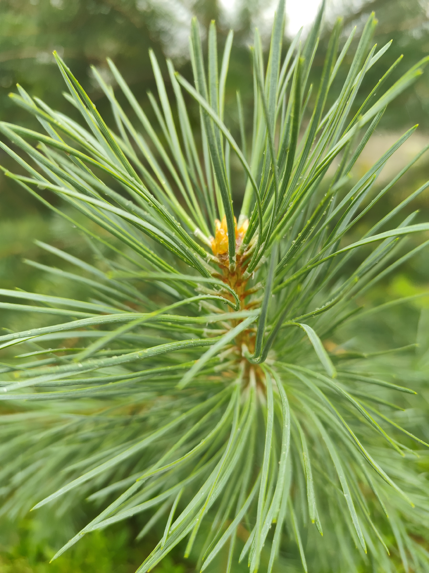 The image is a close-up, macro photograph of a pine branch with needles. The needles are long, slender, and green, with a slight sheen suggesting they may be wet. A small, yellow pine cone bud is visible at the center of the branch where the needles emerge. The background is softly blurred, showing muted green foliage, typical of a forest or garden environment. There are no people, animals, or man-made objects visible in the image. The scene appears to be outdoors, likely in a natural setting. No specific location in Beglatoy, Russia can be determined from the visual information provided.