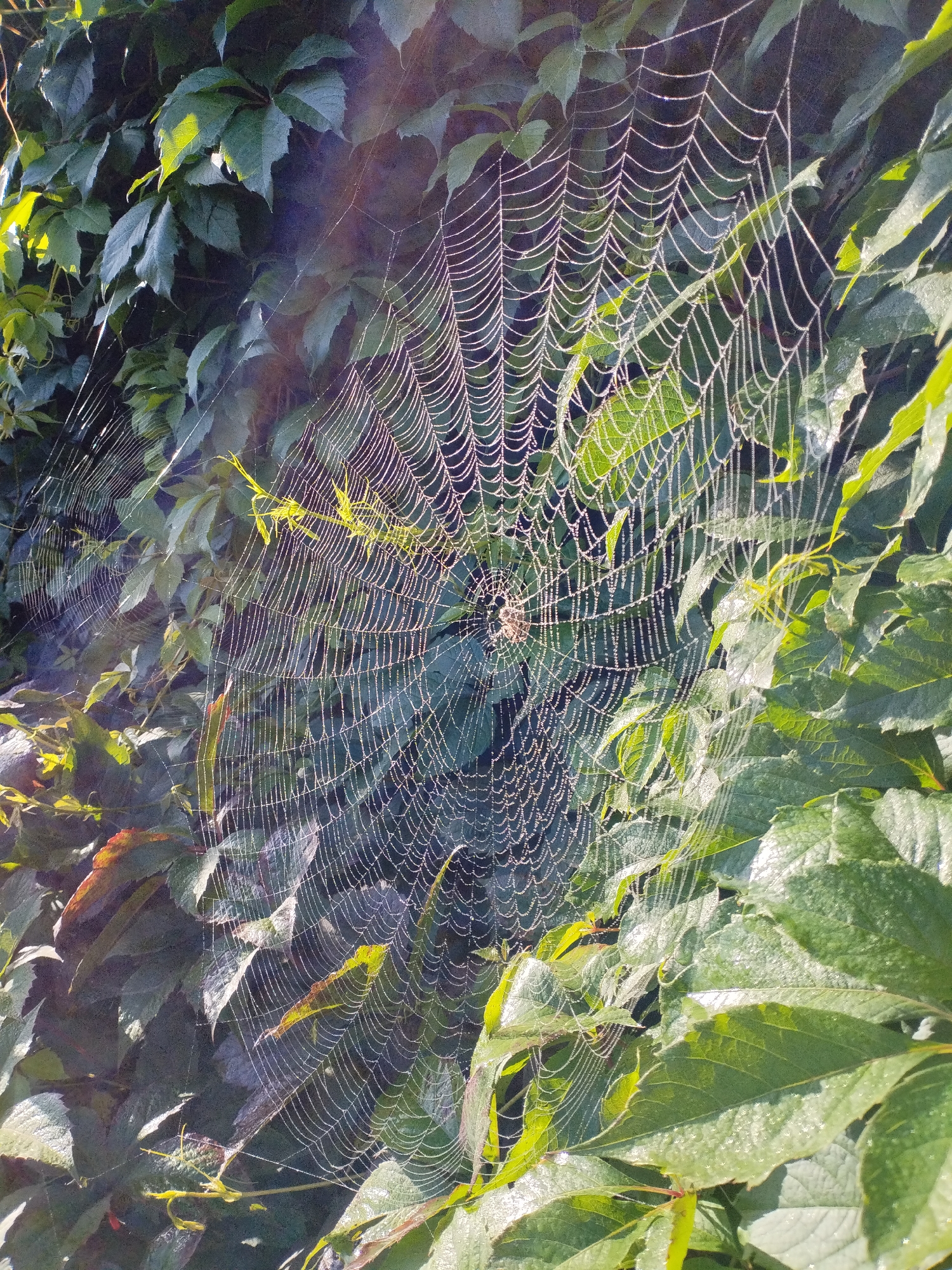 A spiderweb, glistening with dew droplets, is suspended amidst lush green foliage. The web, intricately woven in a circular pattern, is the central focus of the image. The surrounding leaves, illuminated by the sunlight, exhibit a vibrant green hue, with some showing hints of reddish-brown. The overall scene suggests a natural outdoor setting, possibly in a garden or park. The specific location is Bialynichy, Belarus. There are no people or animals visible in the image. The environment is characterized by dense vegetation and the presence of a delicate spiderweb.