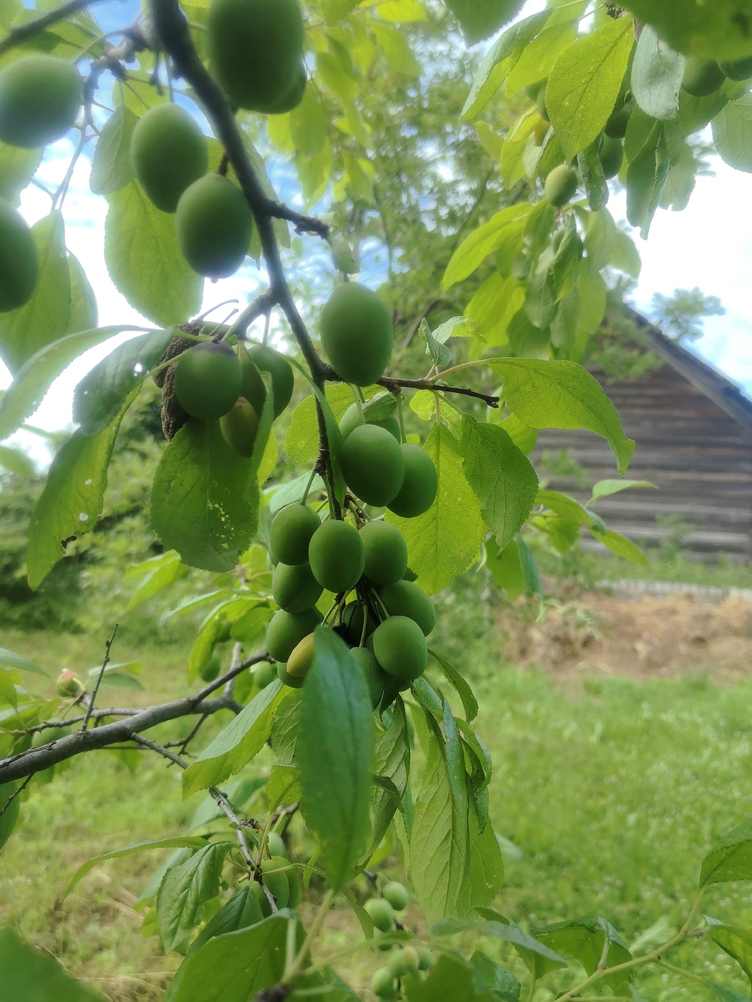 The image shows a close-up of unripe green plums hanging from a tree branch. The plums are round and vary in size, with some clustered together and others more spread out. They are a vibrant green color, indicating they are not yet ripe. The leaves of the tree are also green and appear healthy, with some slight imperfections visible.
In the background, a rustic wooden building with a dark, weathered exterior is visible. The building appears to be a barn or shed, with horizontal planks forming its walls. The roofline is visible, sloping downwards. The surrounding environment is a grassy field, with some dry, lighter-colored vegetation interspersed with the green grass. The overall setting suggests a rural or agricultural area.
The sky is visible in the upper portion of the image, with patches of blue and white clouds. The lighting suggests it is daytime, possibly late morning or early afternoon, with soft sunlight filtering through the leaves. There are no people or animals present in the image. The focus is on the plums and the immediate surroundings of the tree. The location of Kashino, Russia, suggests a temperate climate where fruit trees would be common. The image captures a moment in the natural cycle of fruit growth, highlighting the early stage of plum development.