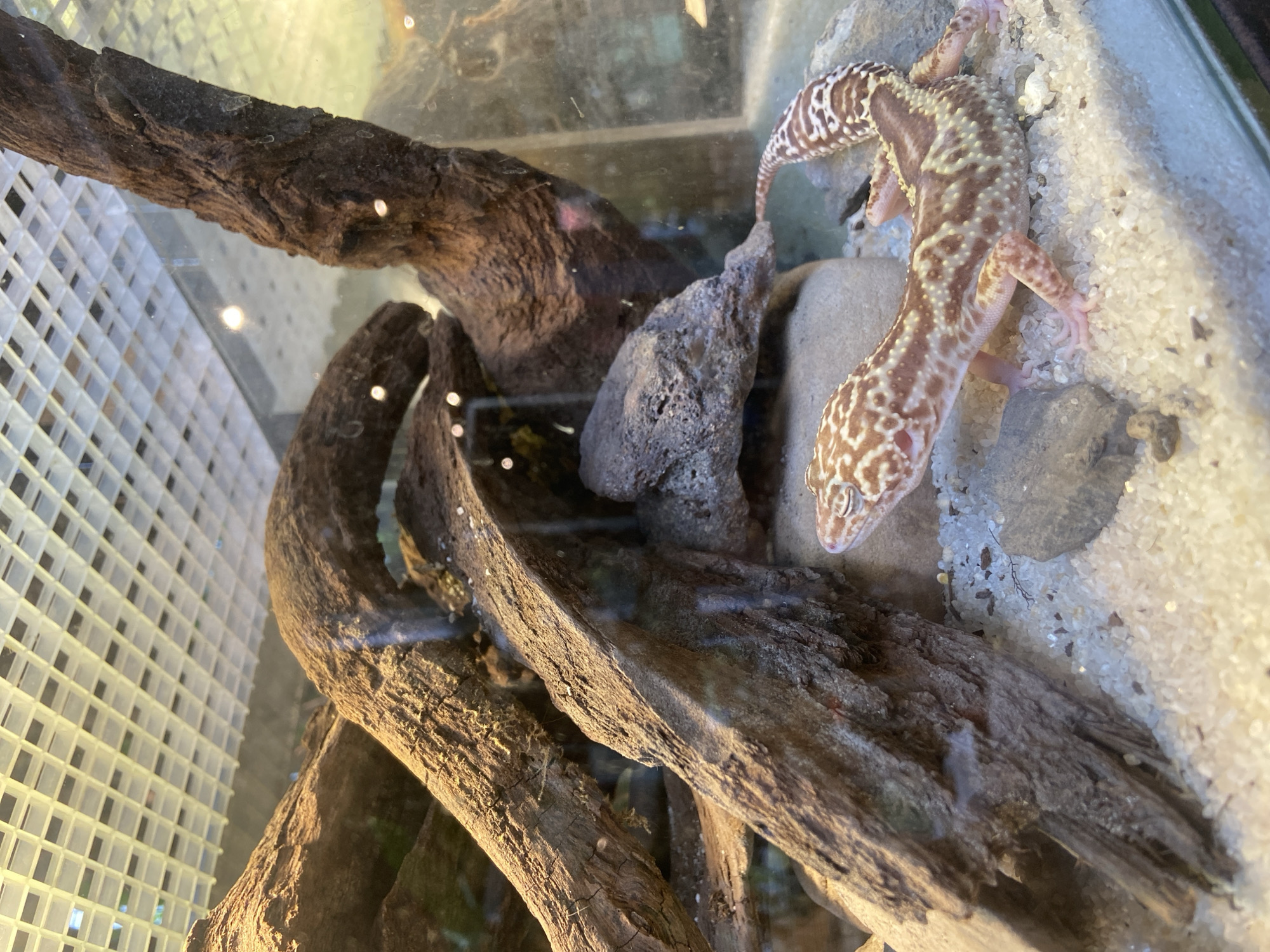 The image shows a leopard gecko in a terrarium. The gecko is a light brown color with darker brown spots and is lying on a sandy substrate. There are pieces of driftwood and rocks in the terrarium, which are likely intended to mimic the gecko's natural habitat. The top of the terrarium appears to be a mesh lid with a light fixture above it. The image does not contain any information about the city of Rengat, Indonesia.