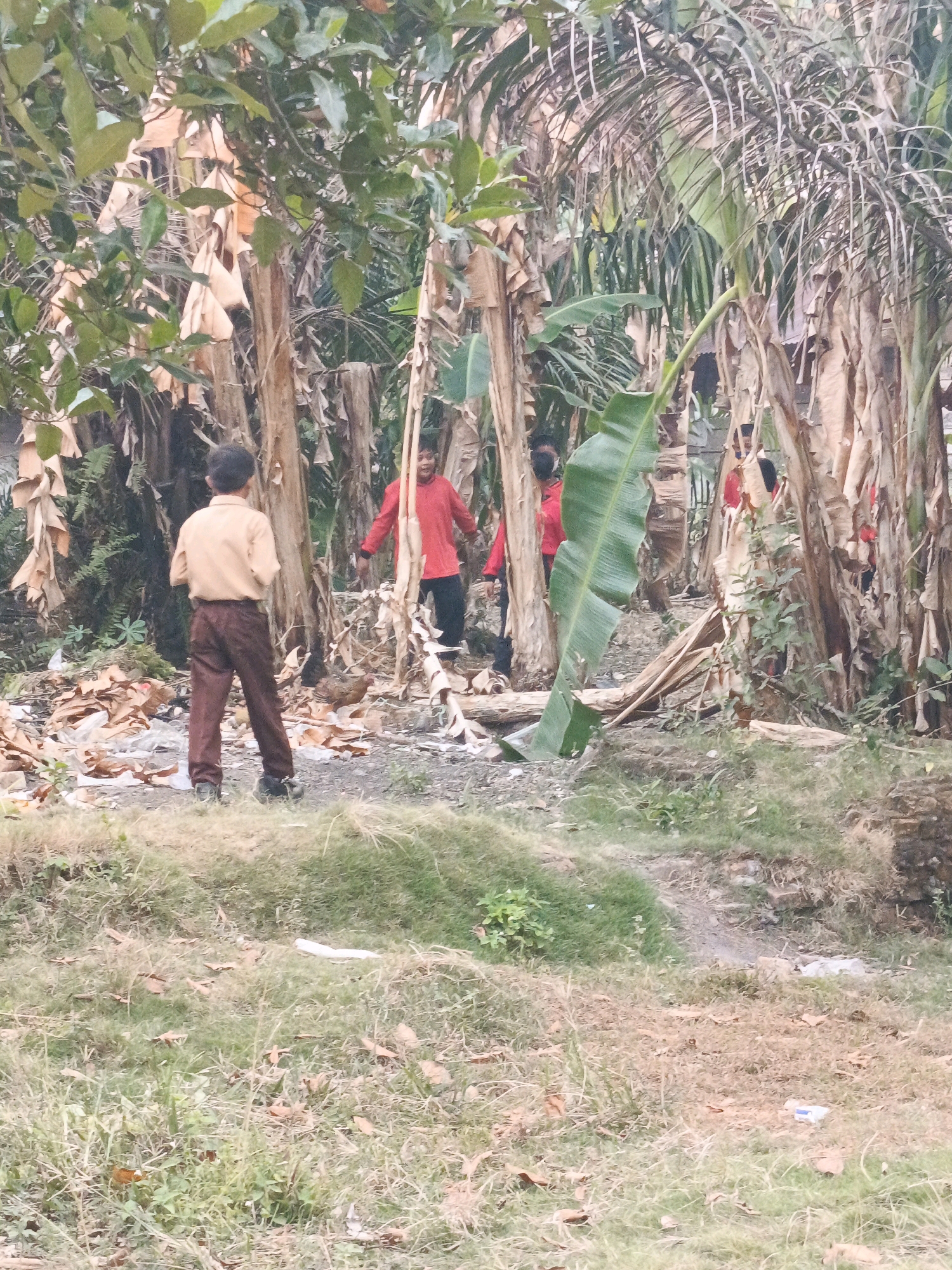 In the city of Megang Sakti II, Indonesia, a group of young boys, likely students, are pictured amidst a dense grove of banana trees. One boy, in the foreground and facing away from the camera, wears a light brown uniform shirt and dark brown trousers. His stance suggests he is looking towards the other boys. In the background, two other boys are visible, both wearing red shirts and dark pants. They appear to be interacting or observing something within the trees. The environment is characterized by the thick foliage of banana plants, with dry leaves scattered on the ground. The terrain is uneven and covered in grass and debris, indicating a natural or semi-natural setting within the urban landscape.