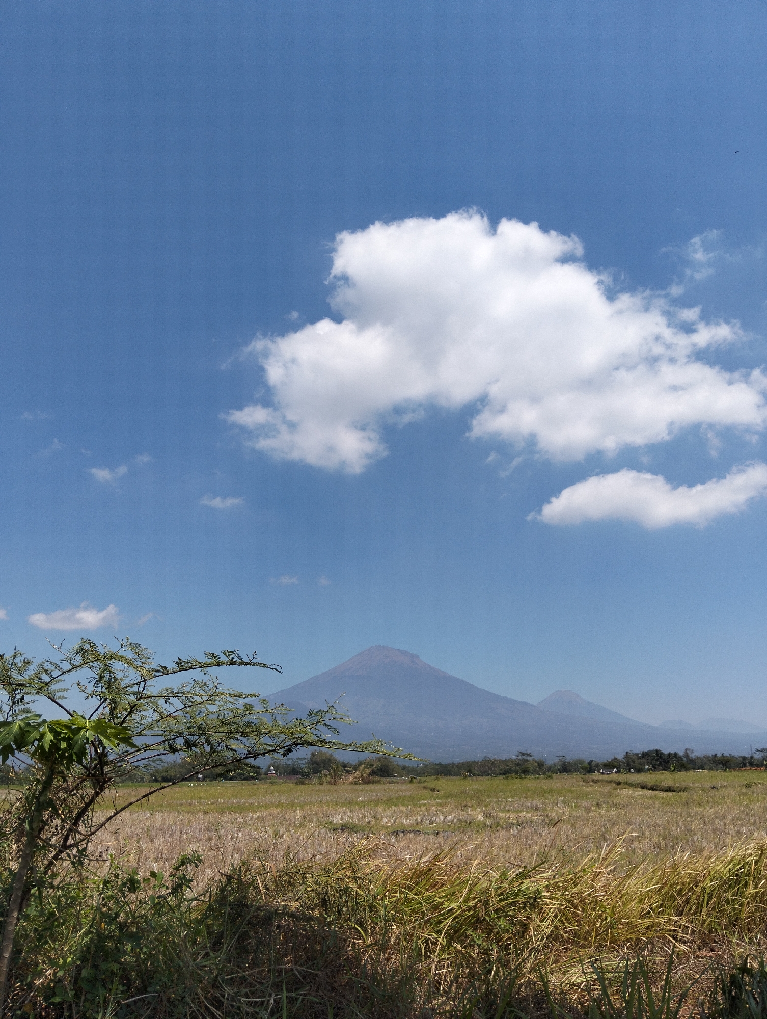 The image depicts a landscape scene in Candisari, Indonesia. In the foreground, there is lush green vegetation and dry grasses, with a prominent tree branch extending from the left side of the frame. The middle ground features a vast, dry field, likely agricultural, with a few scattered trees and structures in the distance. Dominating the background are two large mountains, with the larger, conical peak on the left appearing to be a volcano. The sky is a clear, bright blue, dotted with several fluffy white clouds. The overall impression is one of a rural, natural environment under a sunny sky.