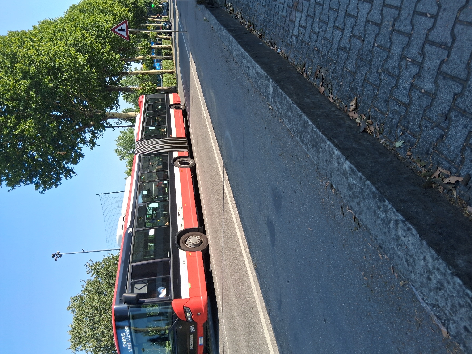 The image shows a red and black articulated bus with the number 2501 on its side, traveling on a road in Colorno, Italy. The bus is a Scania. The bus has a digital display on the front indicating "CAMPUS S.PAOLO 11.2-9020". Trees line the right side of the road, and a sidewalk made of interlocking pavers is visible to the right of the road. A traffic sign indicating a junction is also visible on the right. The sky is clear and blue, suggesting a sunny day. There are no people clearly visible in the image, though silhouettes can be seen through the bus windows. The road is asphalt, with a white line marking the lane. A concrete curb separates the road from the sidewalk. Fallen leaves are scattered on the sidewalk and on the edge of the road. In the background, a tall pole with lights is visible, along with a net, possibly for a sports field.