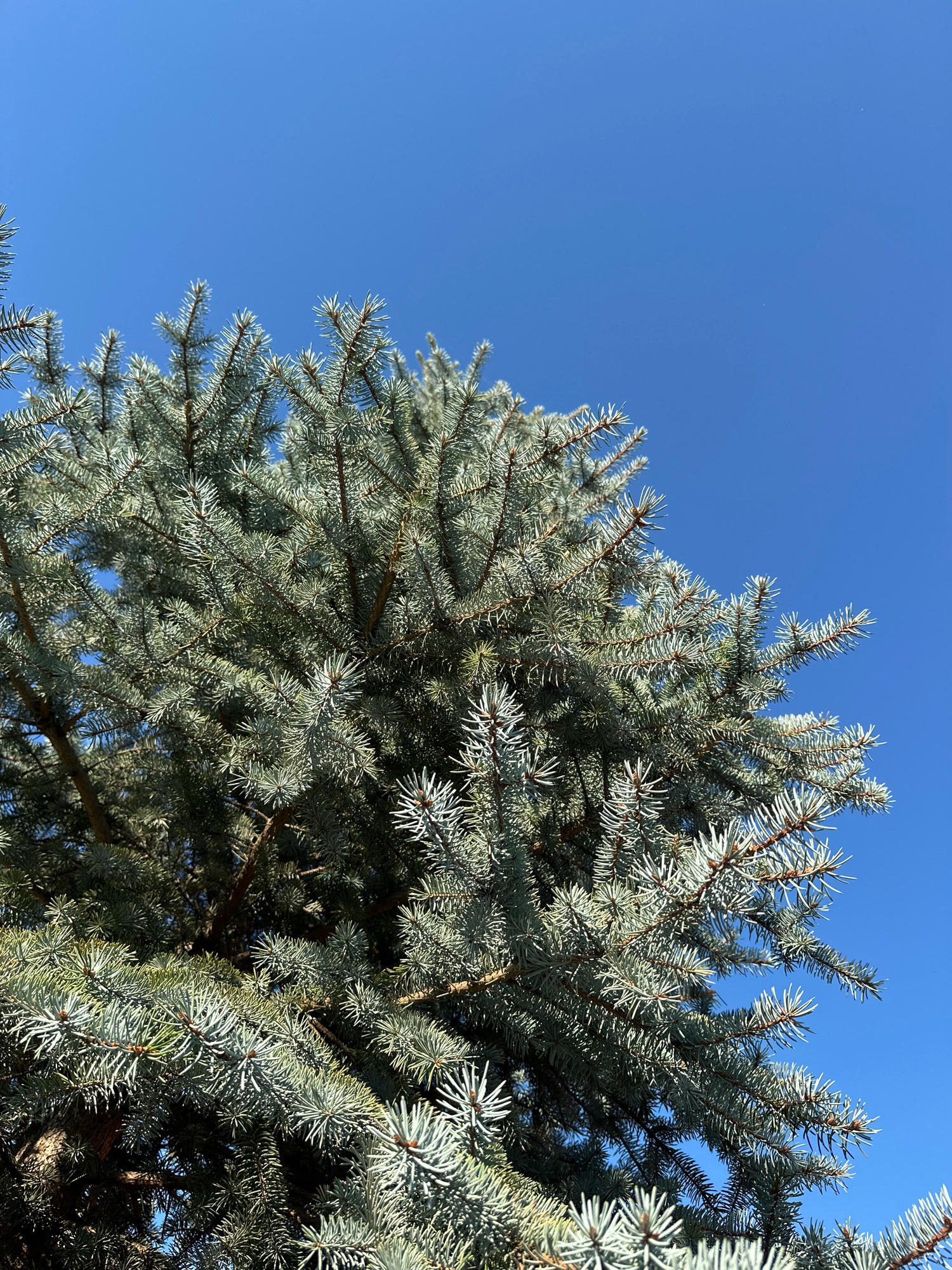 A close-up, eye-level shot features the dense branches and needles of a blue spruce tree against a clear, bright blue sky. The tree occupies the majority of the frame, with its silvery-blue foliage casting shadows and highlighting its textured appearance. The upper right quadrant of the image reveals a vast expanse of uninterrupted sky, with no discernable landmarks to indicate a specific location. The context of Blizhnii Khutor, Moldova, is not visually apparent in the image.