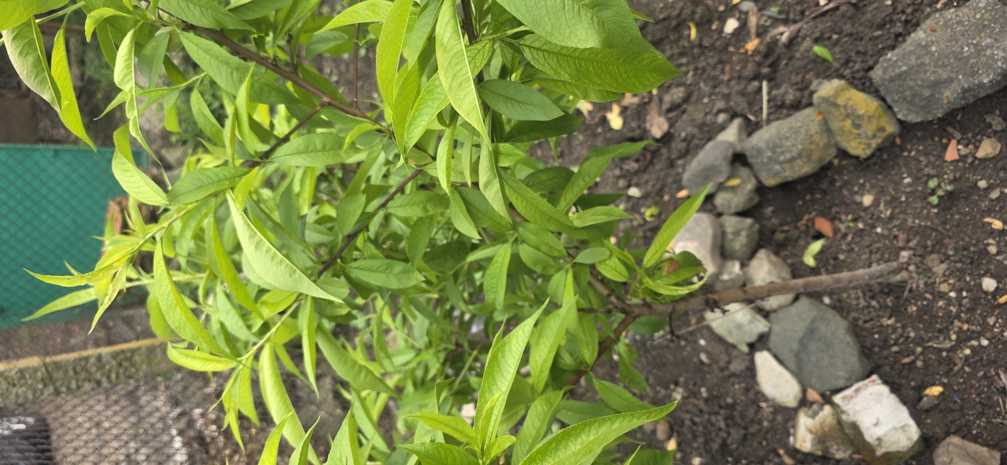 A peach tree sapling is viewed from above, displaying bright green leaves densely covering its brown trunk and branches. The tree is planted in dark soil and surrounded by a border of various-sized rocks and a few pieces of brick. In the background, a section of green mesh fencing and a gray concrete edge are visible. The location is Smolnik, Bulgaria.