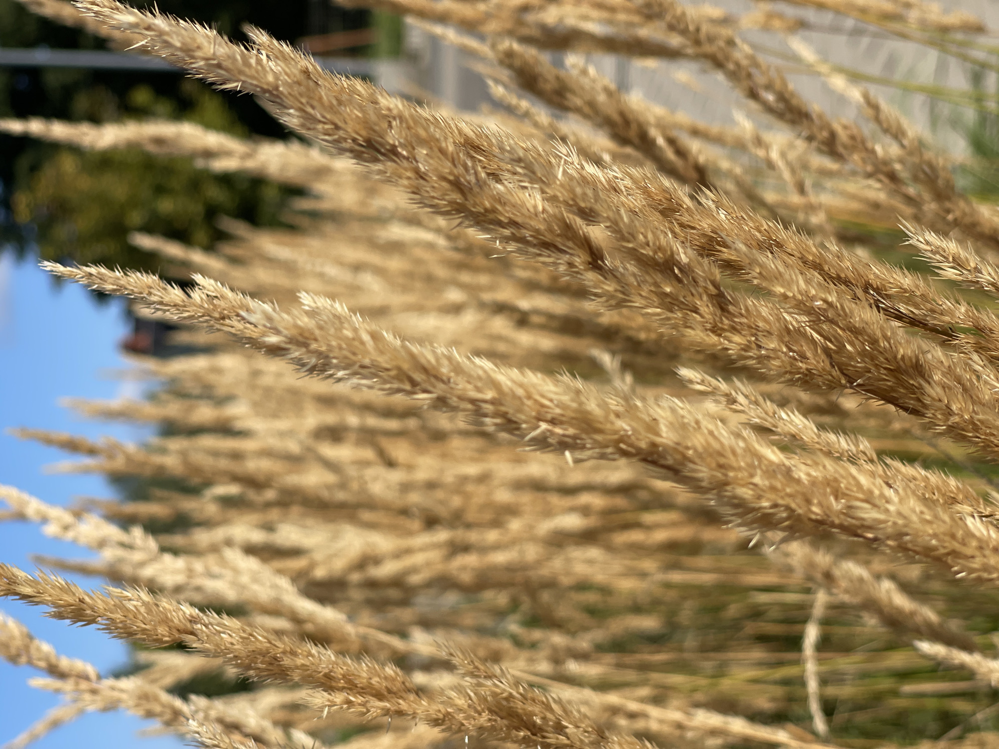 The image is a close-up shot of dry, golden grass stalks with a shallow depth of field, focusing on the textured details of the grass. In the background, a blurred cityscape is visible with hints of buildings, trees, and a pathway, suggesting an outdoor urban environment. The sky is a clear blue. The scene is likely a park or a landscaped area within Warsaw, Poland, given the provided location context. There are no people or discernible actions depicted.