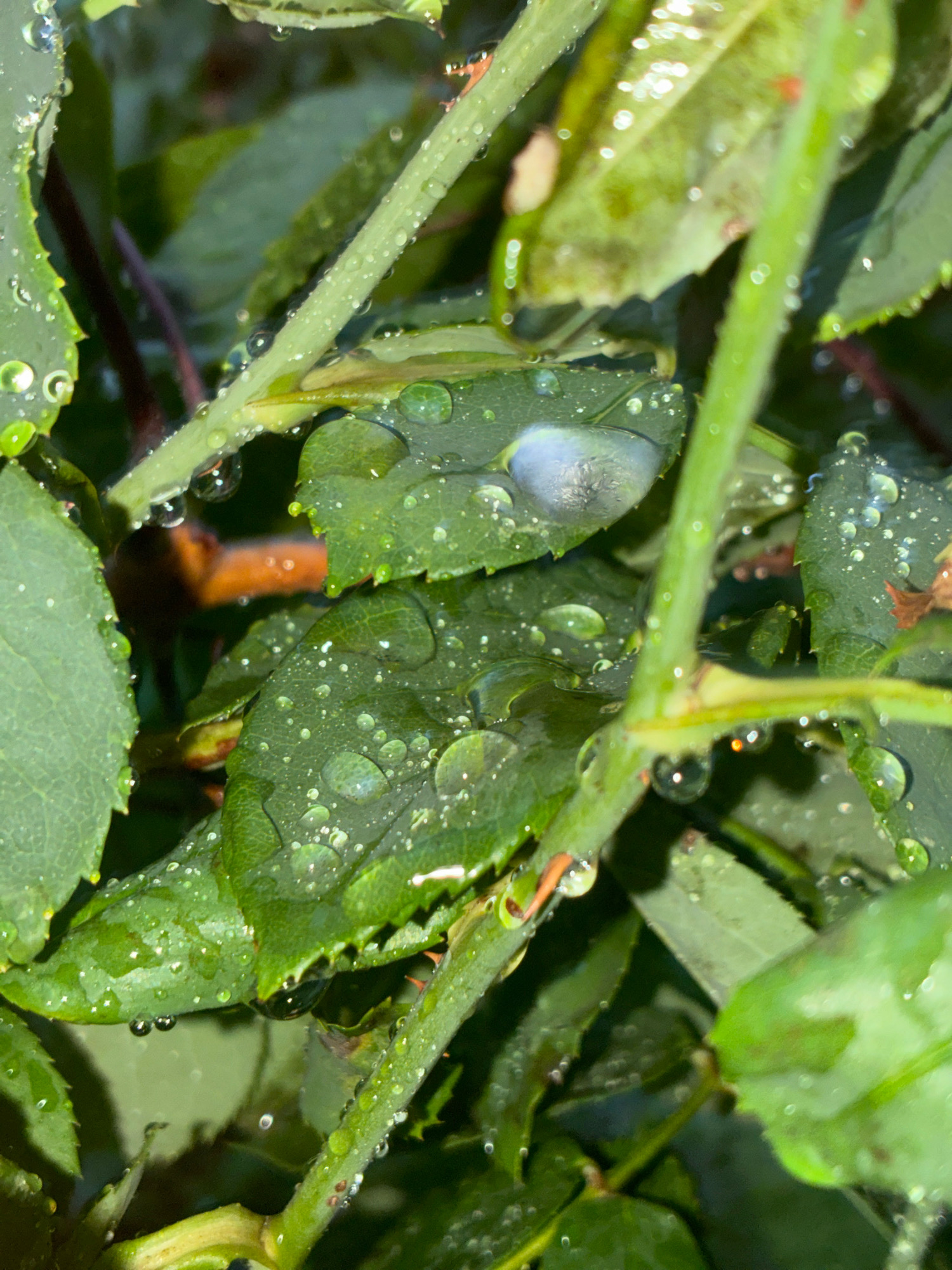 The image is a close-up shot of wet green leaves and stems. Numerous water droplets, of varying sizes, are visible on the surfaces of the foliage, reflecting light and creating a glistening effect. Some leaves appear to have a light-colored, possibly damaged or diseased, patch. The background is a blur of green and dark tones, suggesting other foliage or shadows. The lighting is low, with bright highlights on the water droplets. The scene is outdoors, likely in a garden or natural setting, given the focus on plant life. There are no people or discernible man-made structures in the image. The image does not contain any elements that would indicate its location within the city of Brno, Czechia.