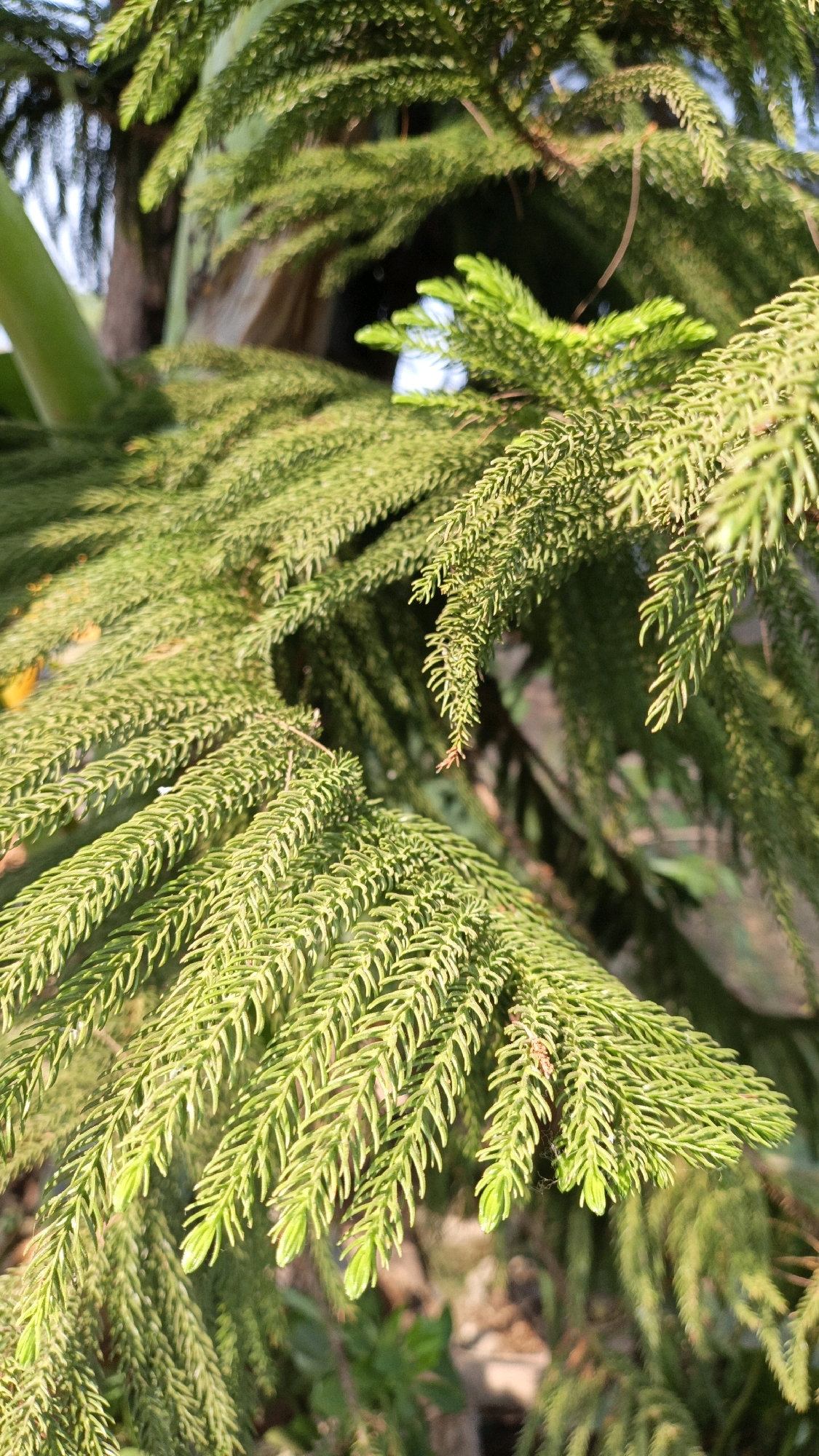 The image depicts a close-up view of lush green pine needles, likely from a Norfolk Island pine tree, due to the characteristic frond-like arrangement. The needles are a vibrant green, with some appearing lighter and newer, suggesting new growth. Sunlight filters through the foliage, creating highlights and shadows. The background is softly blurred, showing hints of other greenery, possibly other plants or trees, and a light-colored, possibly sandy or earthy ground. There are no people, animals, or man-made structures visible in the frame, suggesting a natural or garden setting. The scene is likely outdoors, given the natural light and plant life. The location is specified as Cikal, Indonesia, which implies a tropical or subtropical environment where such trees would thrive. The image composition focuses on the texture and intricate detail of the pine needles.