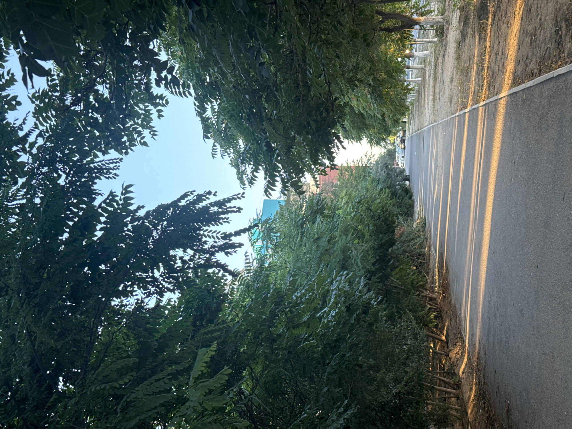 The image depicts a paved pathway flanked by rows of trees on both sides, casting long shadows across the path due to the low angle of the sun. In the background, buildings are visible, with one distinctly colored in teal. Cars are parked along the side of the road in the distance. The setting appears to be an urban environment with abundant greenery, suggestive of a park or a tree-lined street. The presence of buildings and parked cars indicates it is a populated area. The overall impression is that of a peaceful, sun-drenched afternoon in a city park or residential area. This scene is consistent with the characteristic urban landscaping found in Aktau, Kazakhstan, where trees are often planted along streets and in public spaces to provide shade and aesthetic appeal, especially in areas with limited natural vegetation.