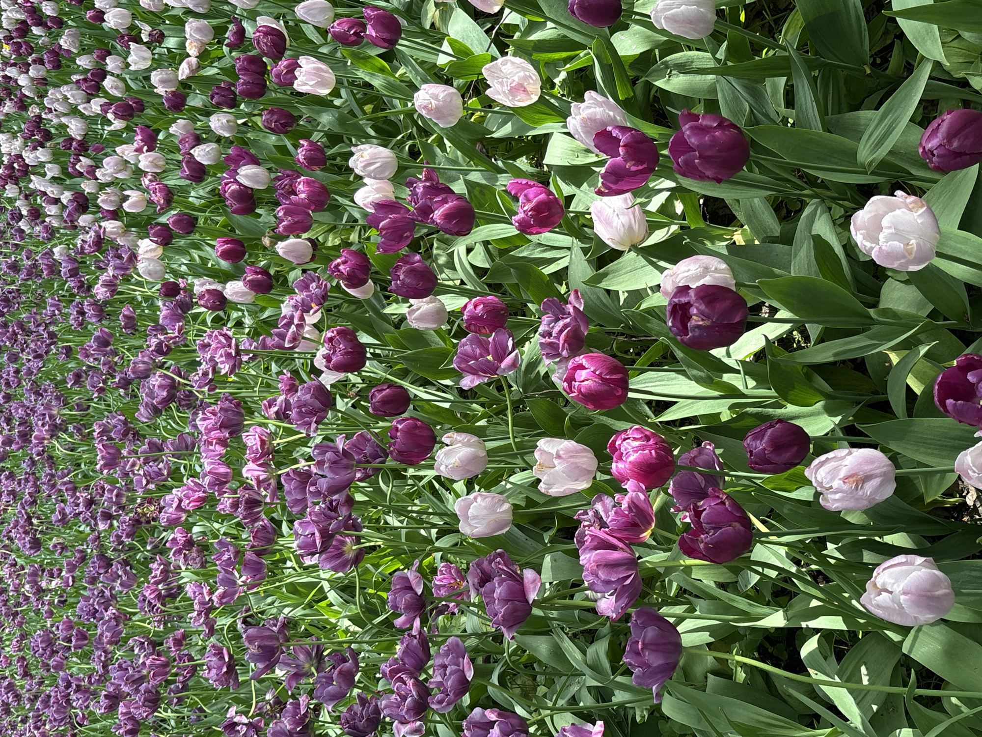 The image shows a flowerbed in Saint Petersburg, Russia. The flowerbed is densely planted with tulips. The flowers are a mix of dark purple and light pink. The leaves of the tulips are green and densely fill the space between the flowers. The flowerbed extends into the distance, with the flowers becoming smaller and less distinct. The scene is brightly lit, suggesting it is daytime.